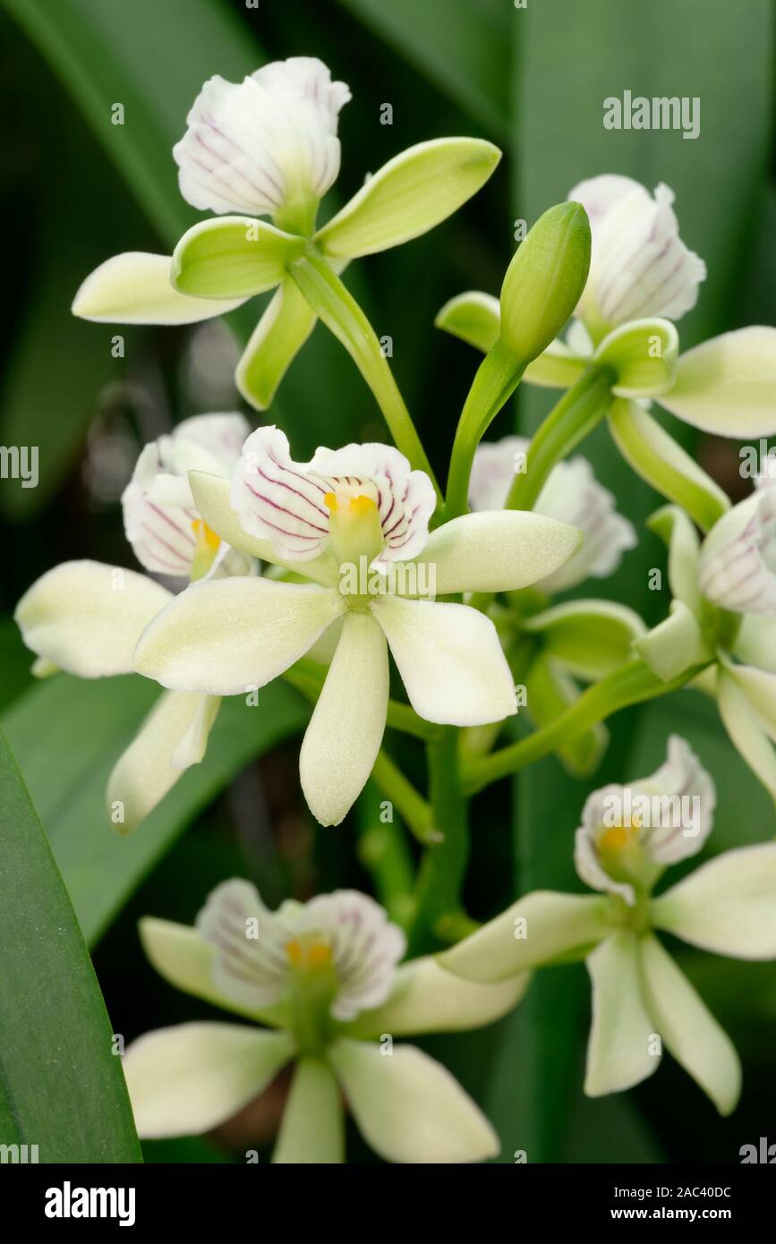Lined Petal Prosthechea Orchid - Prosthechea radiata  From Central America Stock Photo