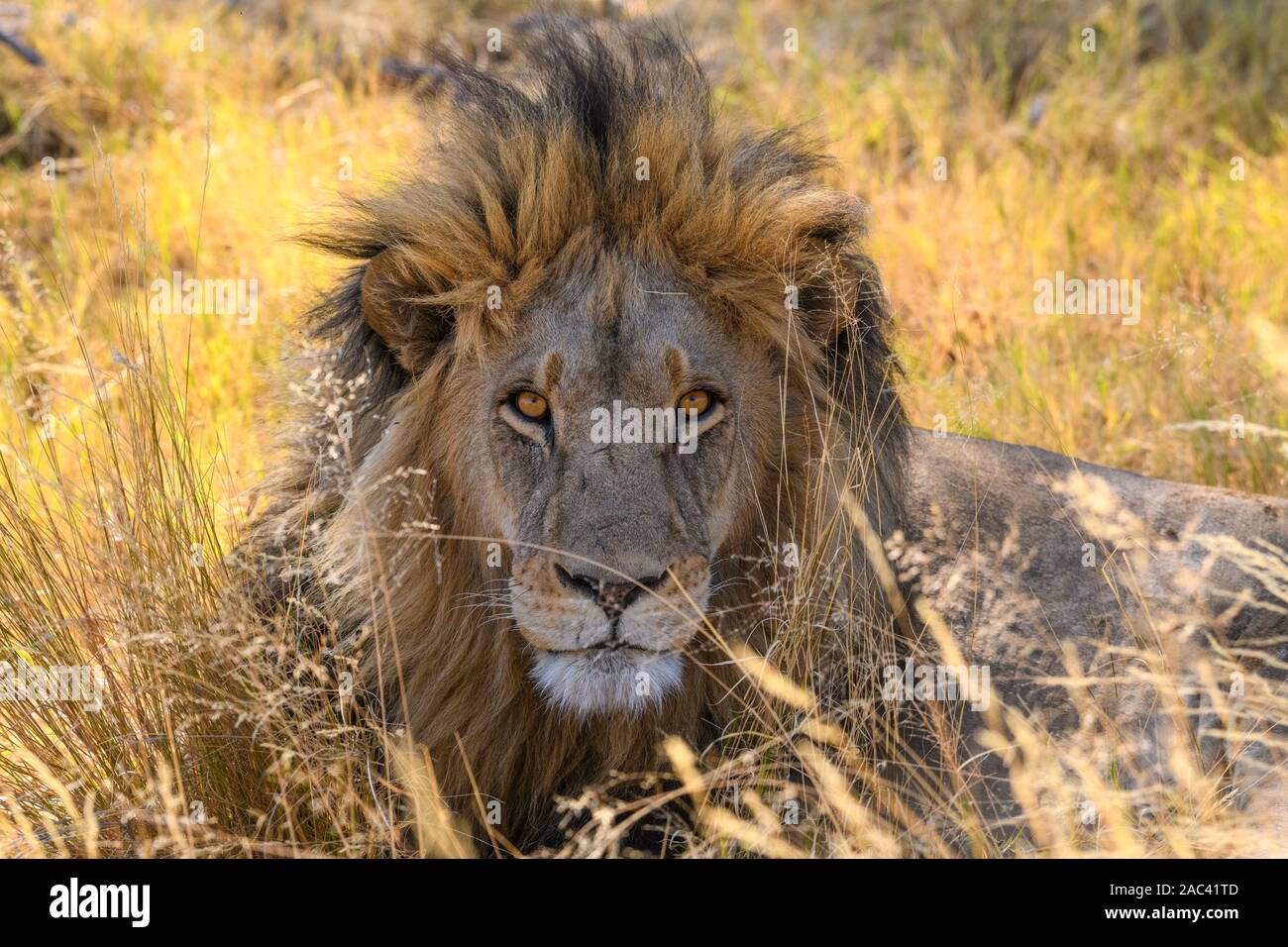 Male Lion, Panthera leo, in long grass, Macatoo, Okavango Delta, Botswana Stock Photo
