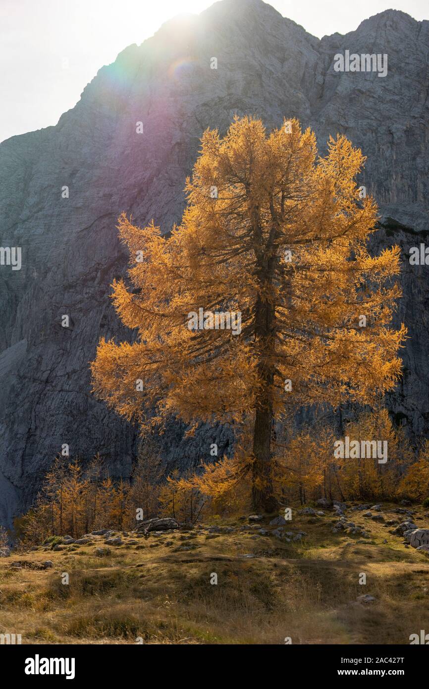Golden yellow larch forest hi-res stock photography and images - Alamy