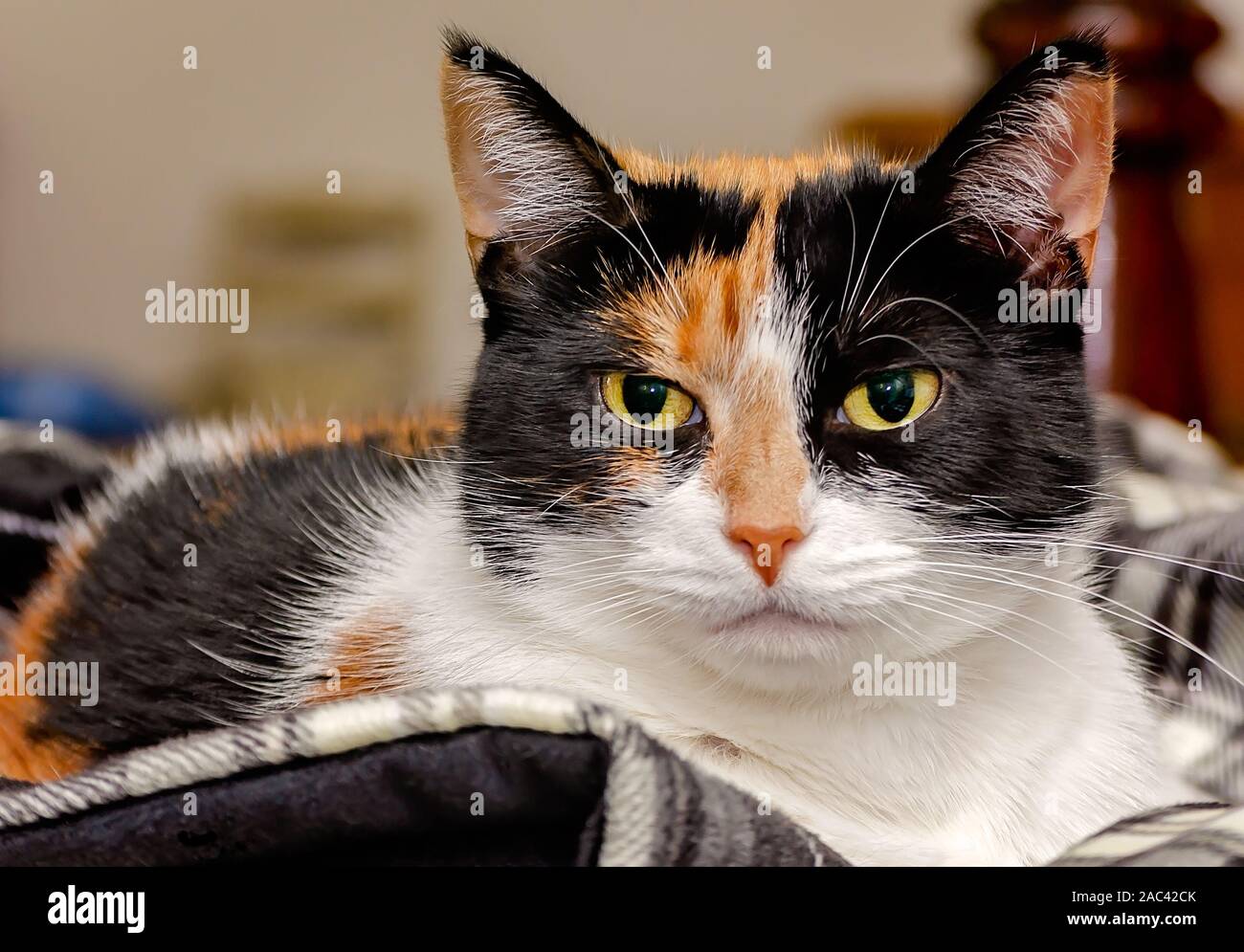 Pumpkin, a four-year-old calico cat, lays on a plaid blanket, Nov. 22, 2019, in Coden, Alabama. Approximately 99. 9 percent of calico cats are female. Stock Photo