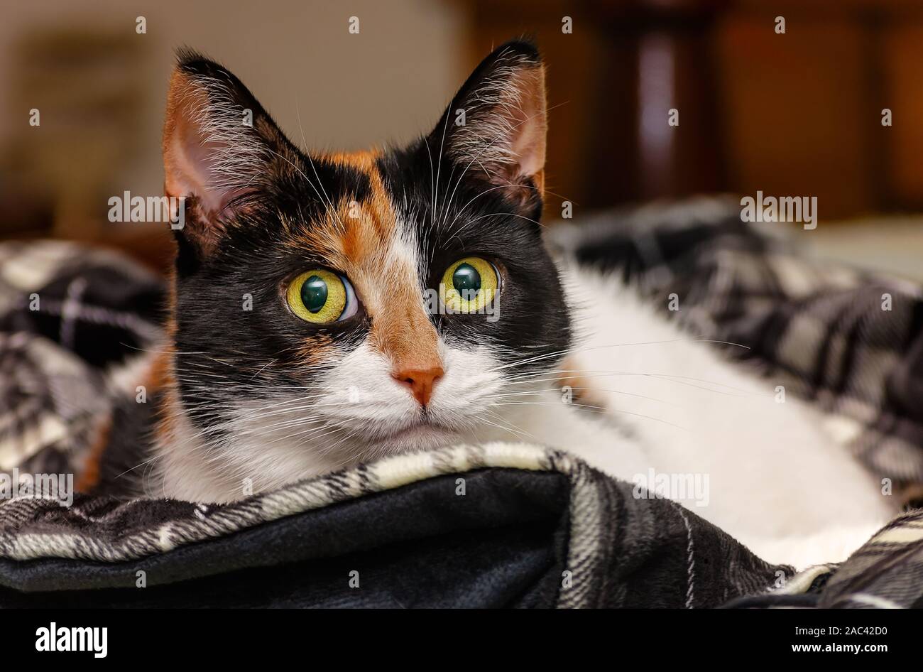 Calico Cats High Resolution Stock Photography and Images Alamy