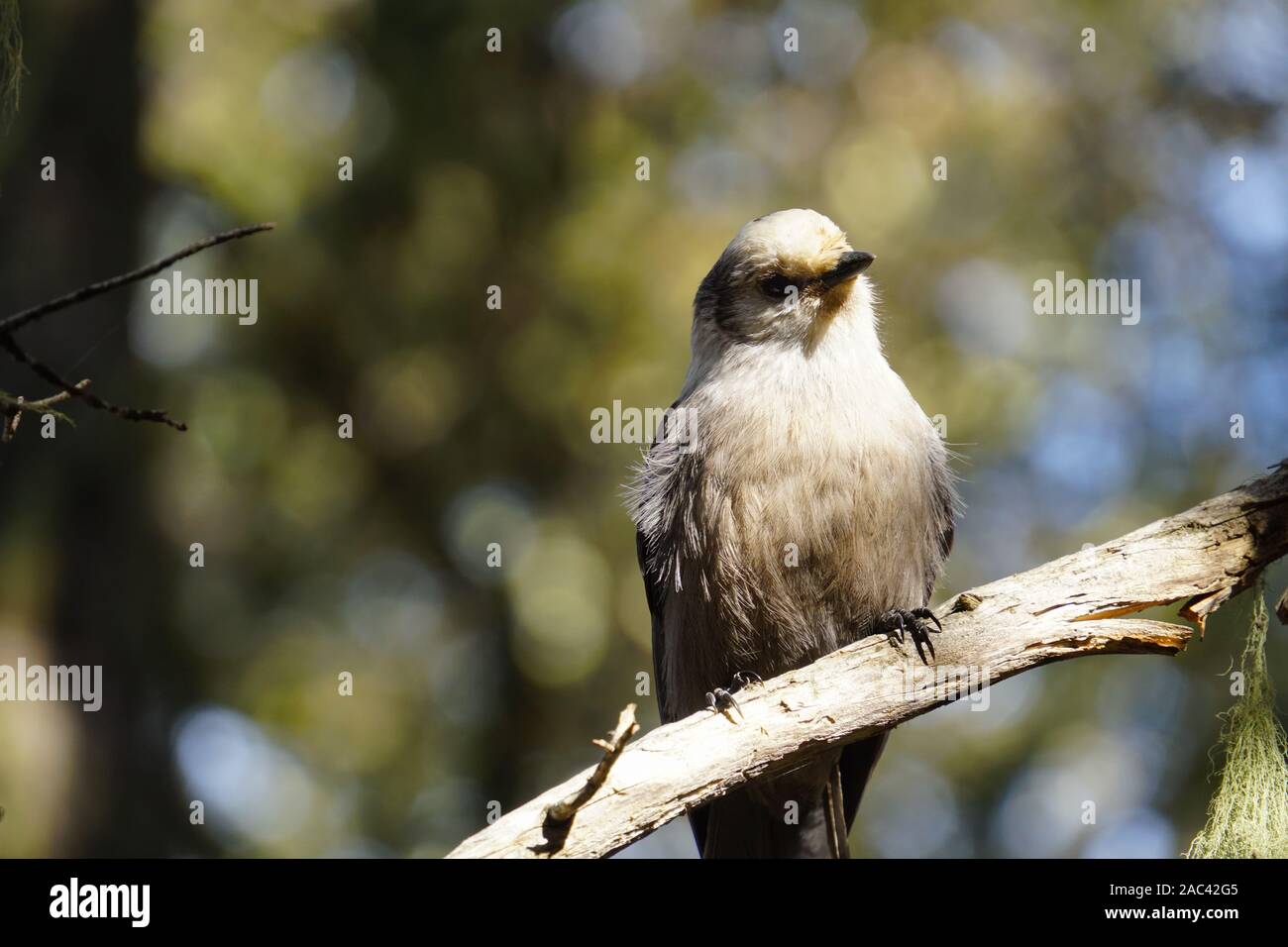 A lovely Canada Jay sits happily on a forest tree branch in the mountains around Santa Fe Stock Photo