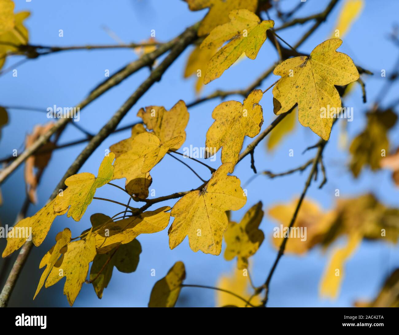 Maple leaves with their fall colors Stock Photo