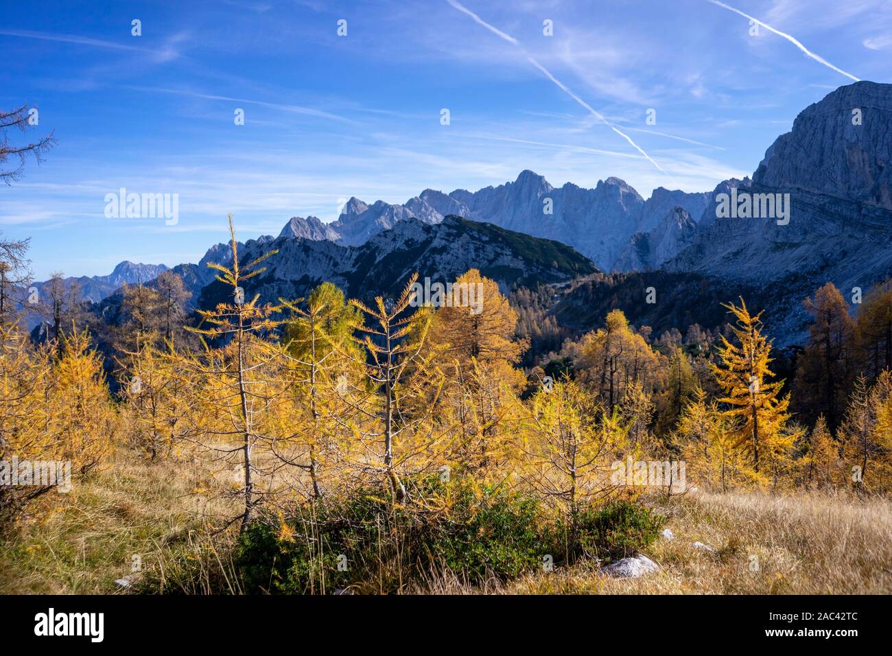 Yellow larches in the mountains Stock Photo