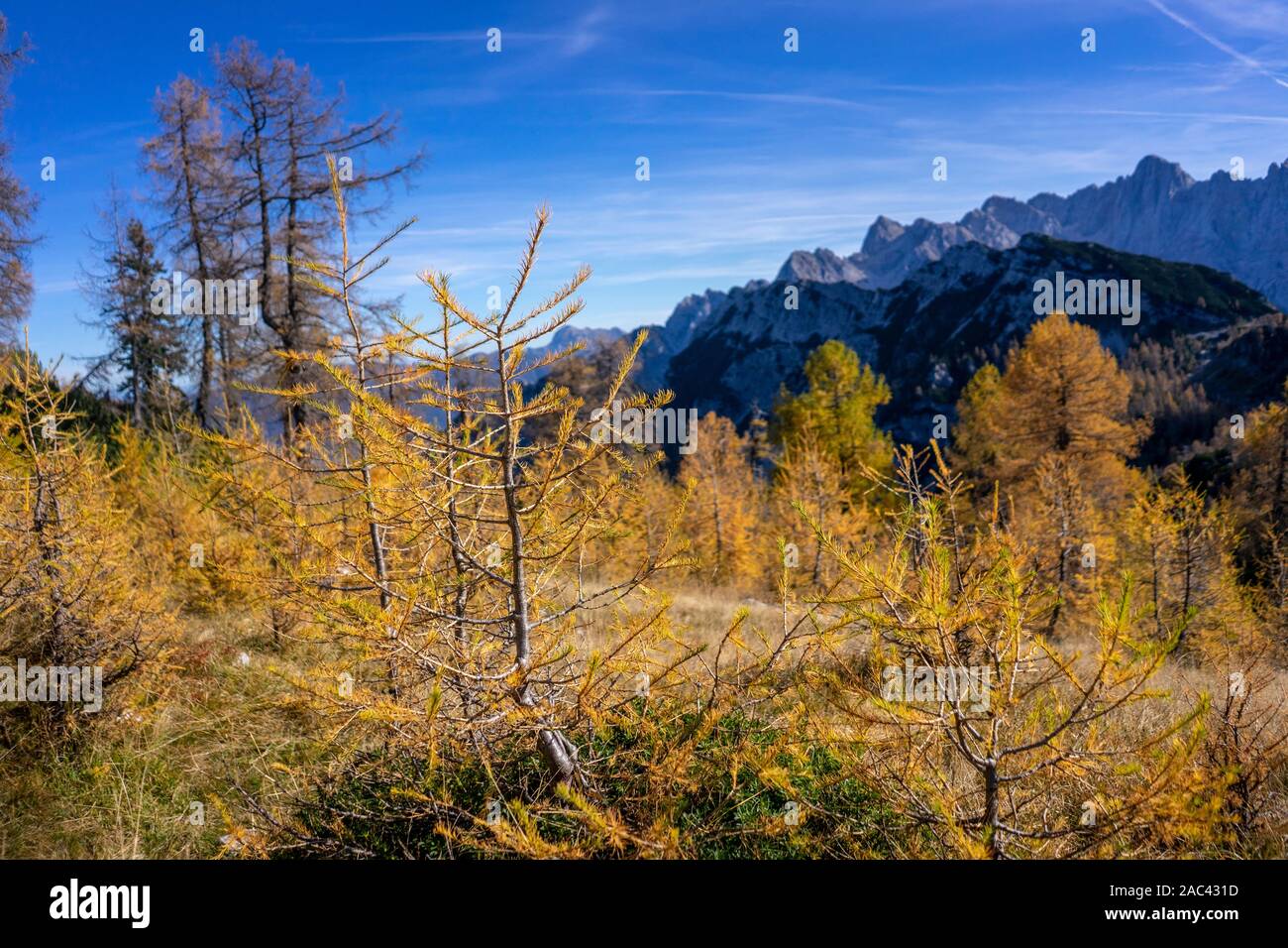 Yellow larches in the mountains Stock Photo
