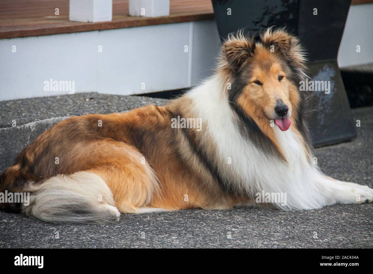 Singly young pedigree rough coated black and sable collie sitting on the aggregated concrete Stock Photo