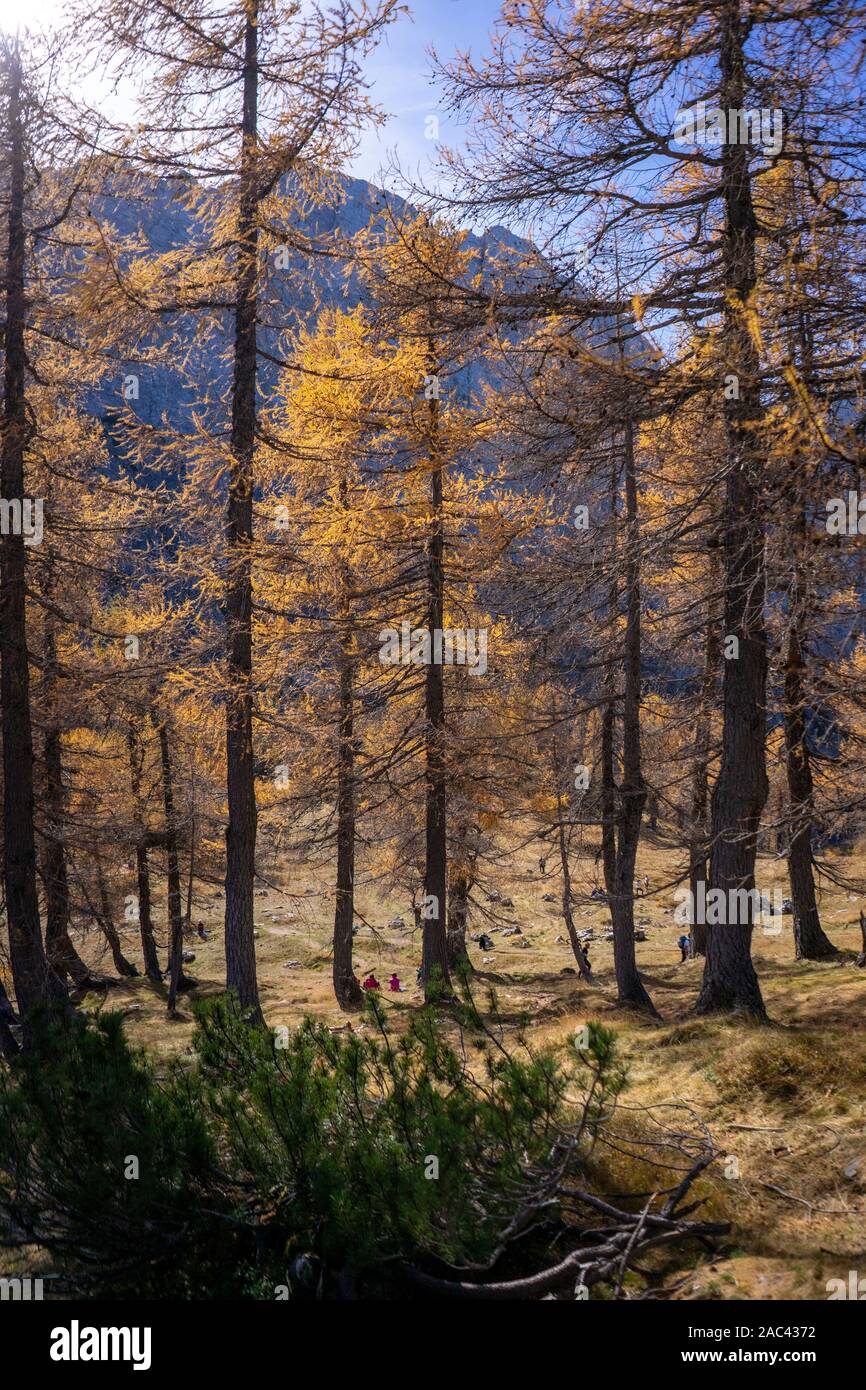 Yellow larches in the mountains Stock Photo