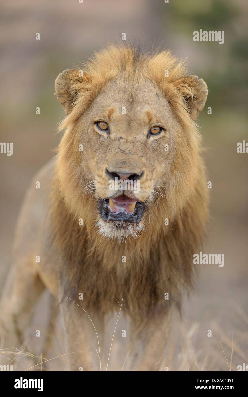 Male lion close up portrait Stock Photo - Alamy