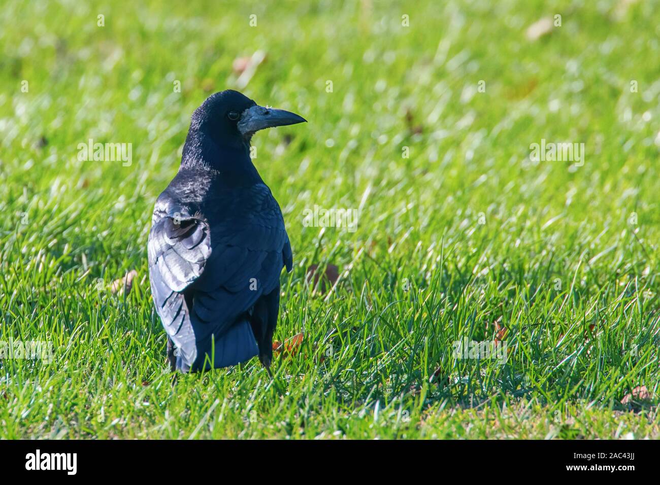 Rook field hi-res stock photography and images - Alamy