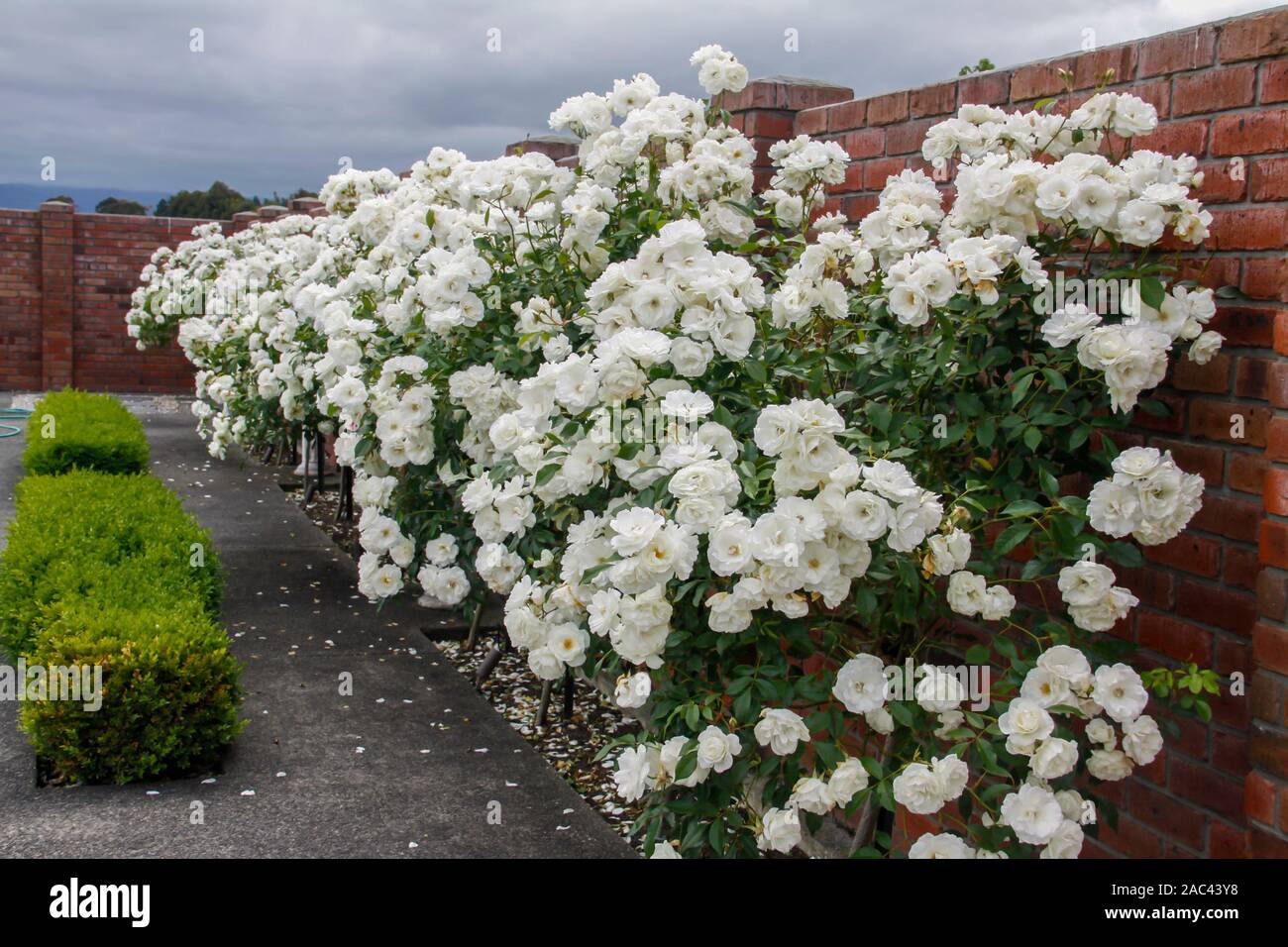 Row of beautiful Iceberg standard rose in bloom in our garden at home with a red brick wall at the back and a buxus hedge at the front Stock Photo