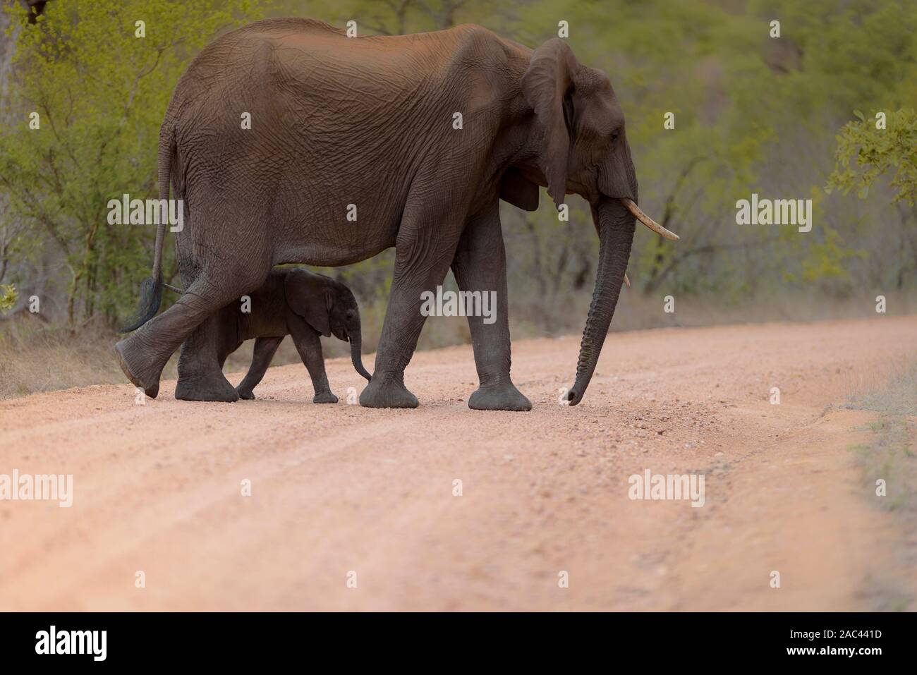 Elephant portrait African elephant Stock Photo
