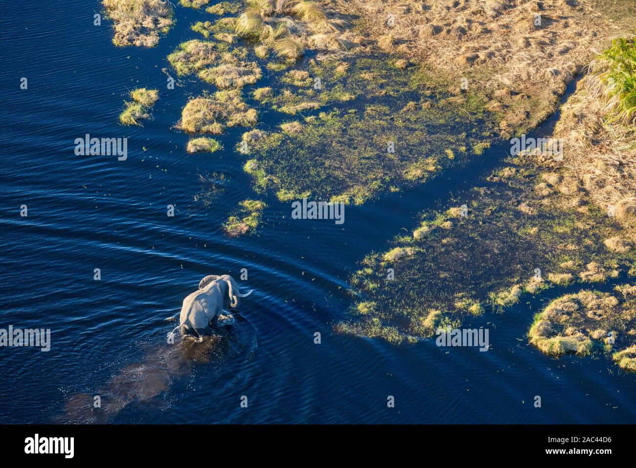 Aerial view of African Elephant, Loxodonta africana, crossing the water, Macatoo, Okavango Delta, Botswana Stock Photo