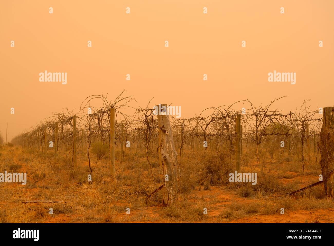 Localized raised dust shrouds an old vineyard in an eyrie light, Mildura, Australia. Stock Photo