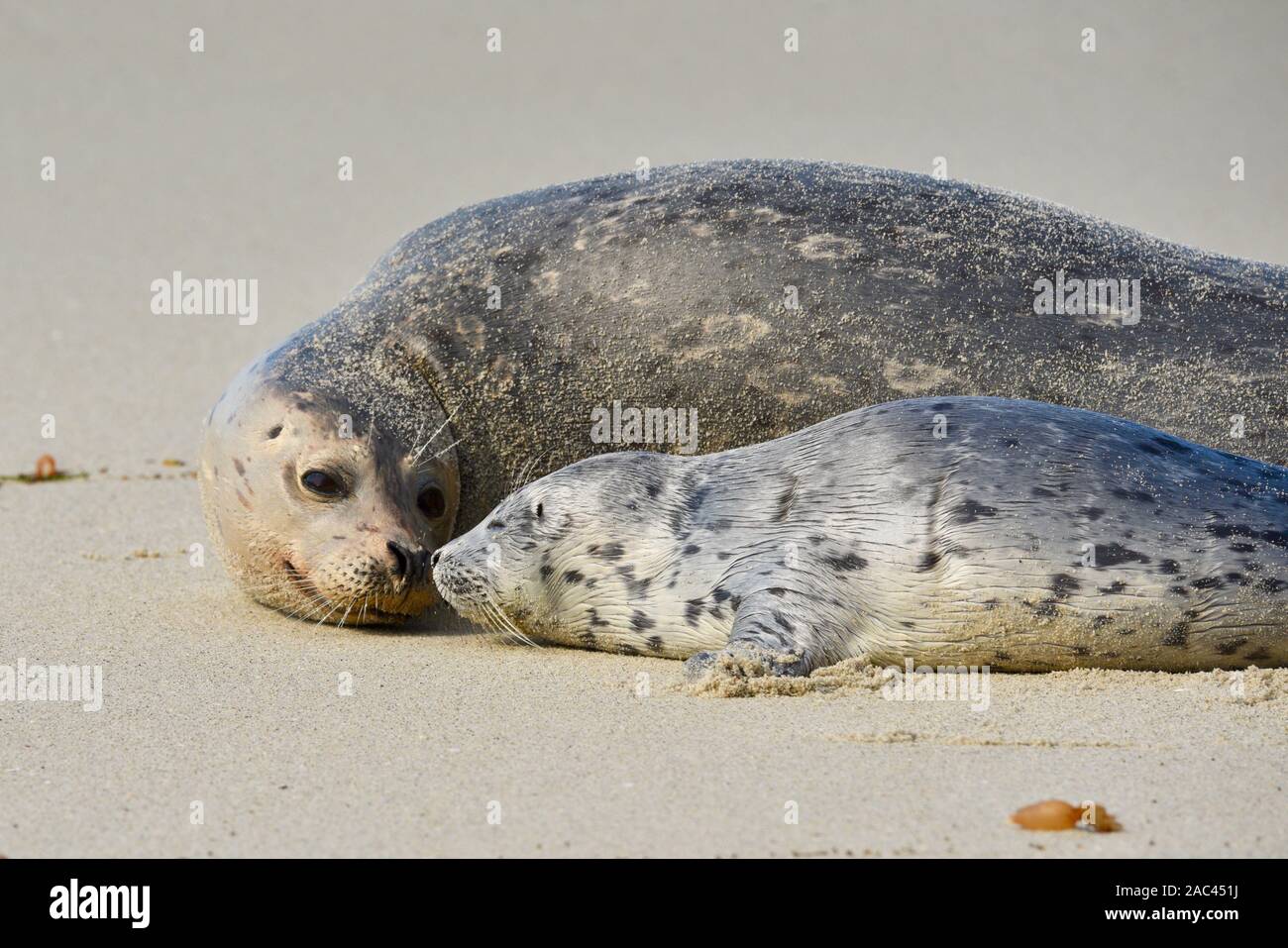 Wild Pacific harbor seal, mother and young pup, on beach in morning, La Jolla, San Diego, California, USA Stock Photo