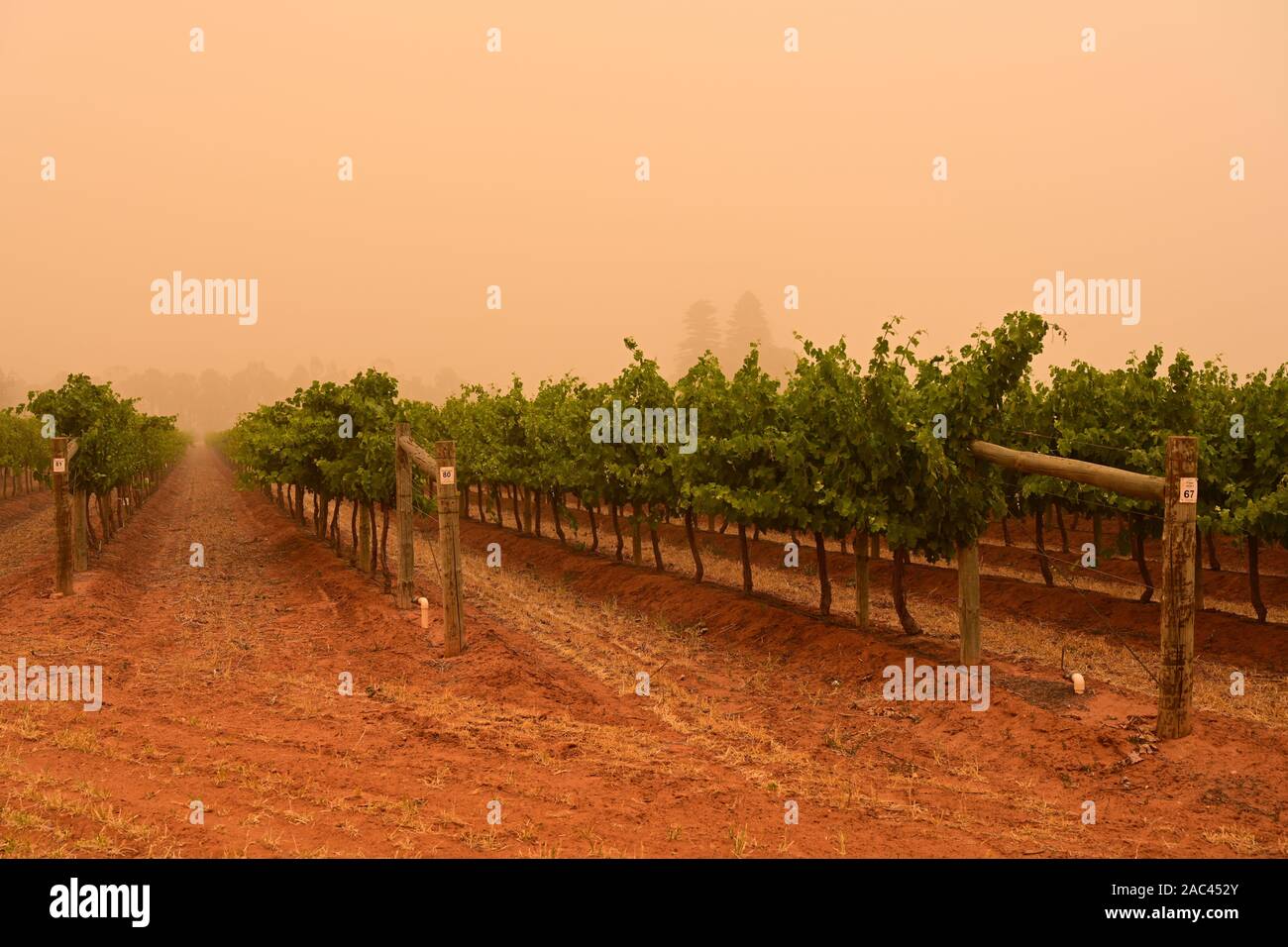 Vine grape vineyard during dust storm, Merbein, Victoria, Australia. Stock Photo