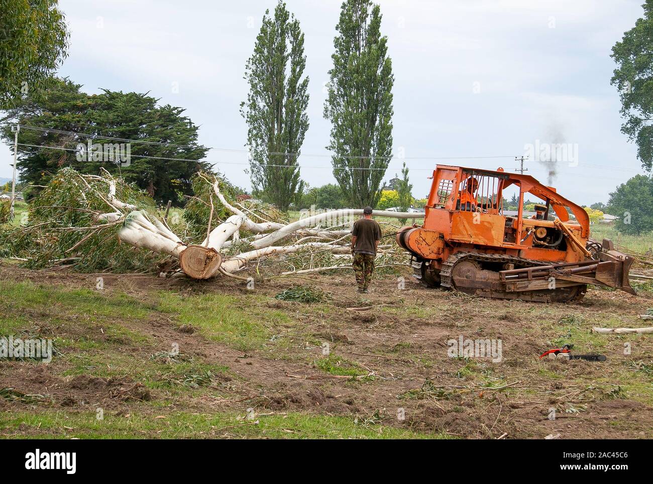 Old orange Bulldozer dragging Gum trees that has just been felled in our paddock at home Stock Photo