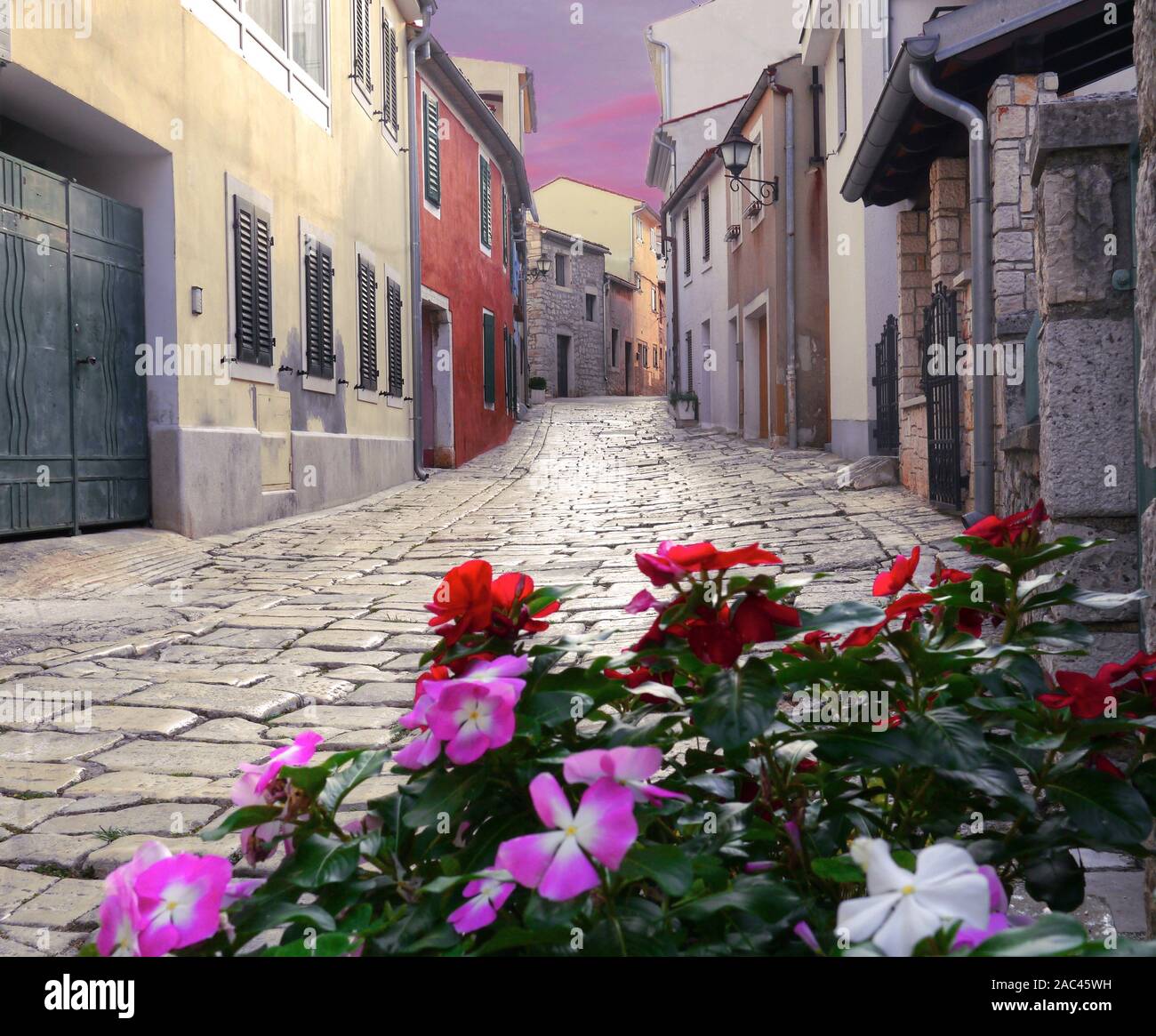 Empty cobblestone street of UNESCO town of Rovinj, Croatia and planted colorful flowers in the foreground. Stock Photo