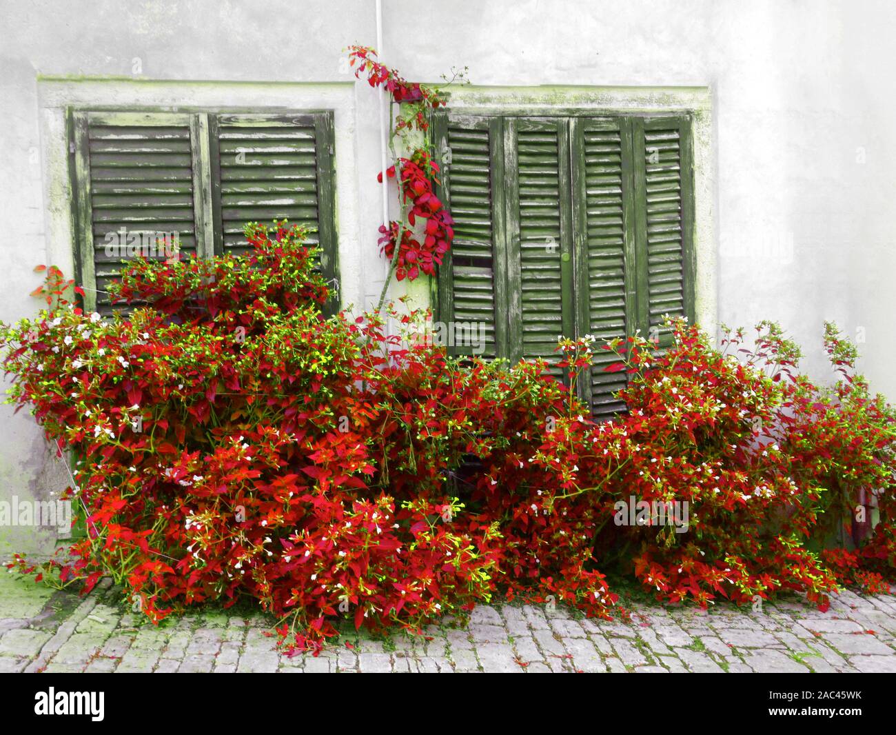 Rustic Wooden Window Shutters with With Shrubs Growing Around it. Stock Photo