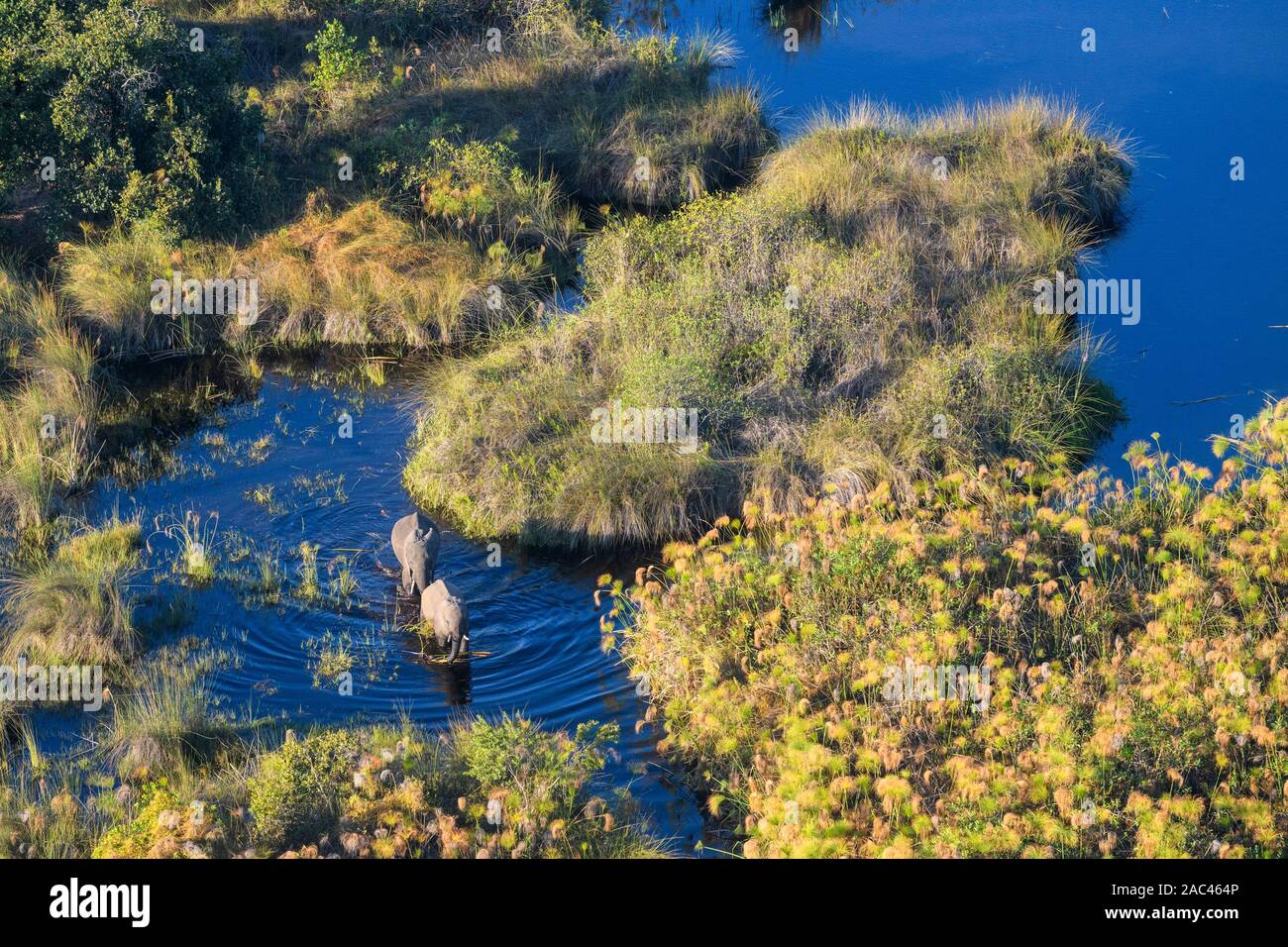 Aerial view of African Elephant, Loxodonta africana, crossing the water, Macatoo, Okavango Delta, Botswana Stock Photo