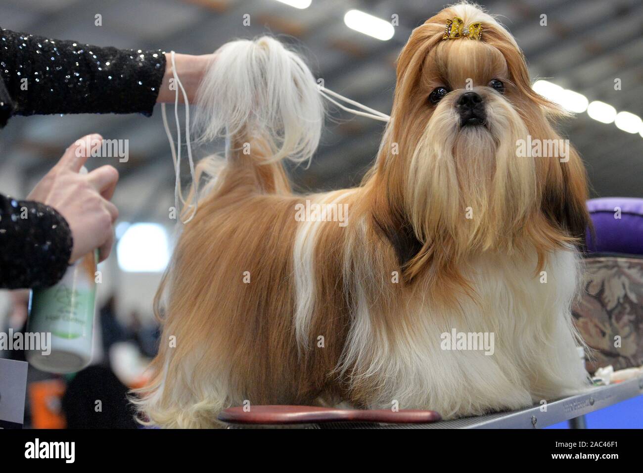 Prague, Czech Republic. 30th Nov, 2019. A participant prepare his dog during the International Prague Expo Dog in Prague, Czech Republic. More than 1200 dogs from ten countries are evaluated during a two day Prague Expo Dog show and competition. Around 1200 dogs from 200 different breeds compete in Prague to be judged by international judges. Credit: Slavek Ruta/ZUMA Wire/Alamy Live News Stock Photo