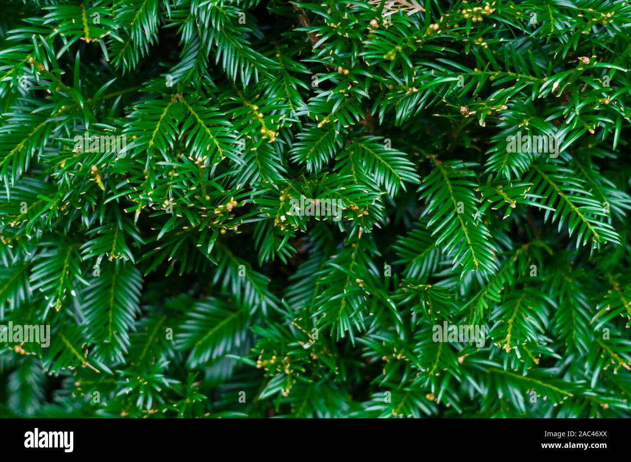 Background from coniferous branches, also possible as wallpaper for wall. Small coniferous twigs need as Christmas decoration. Stock Photo