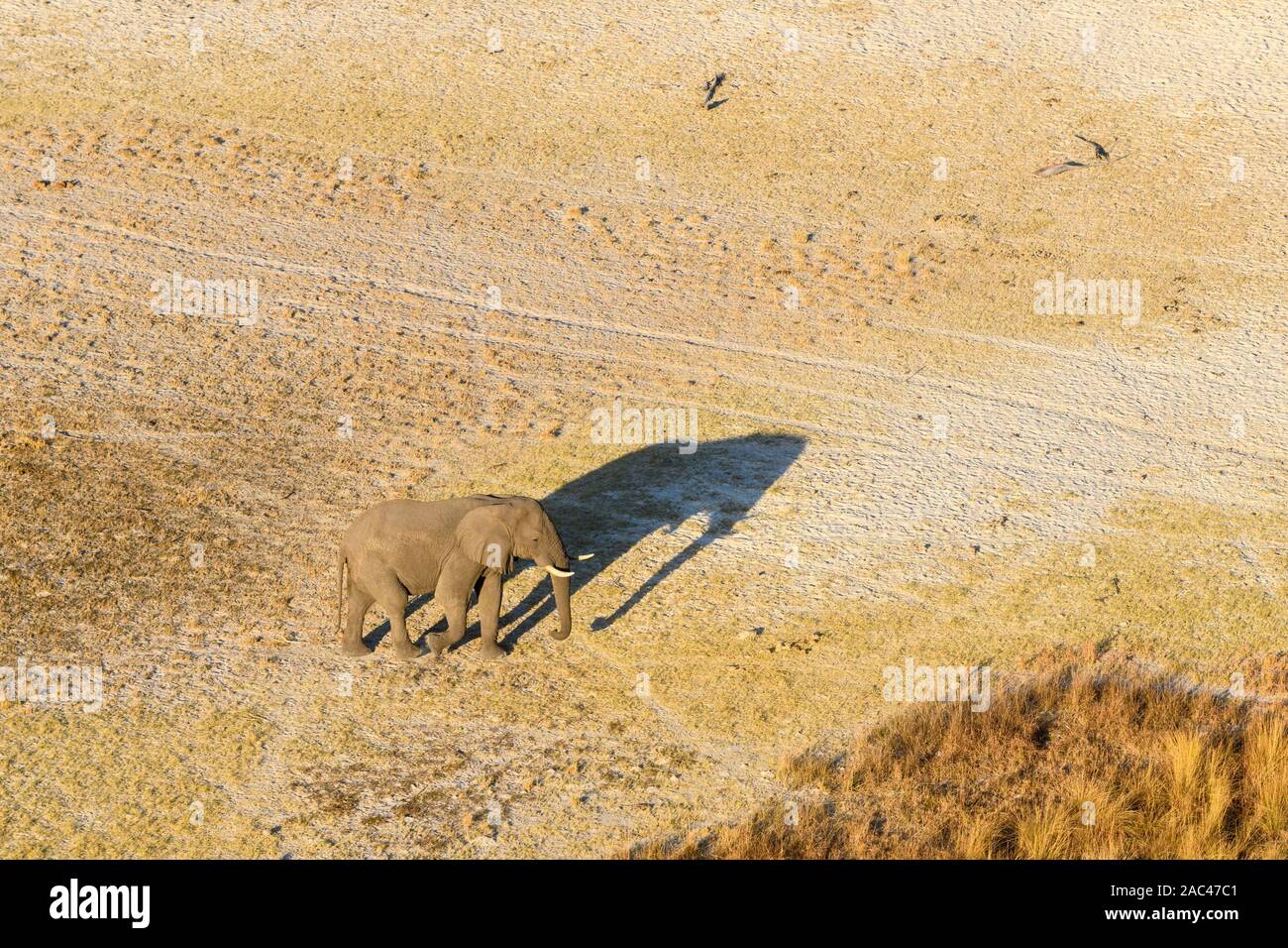 Aerial view of African Elephant, Loxodonta africana, and shadow, Macatoo, Okavango Delta, Botswana Stock Photo