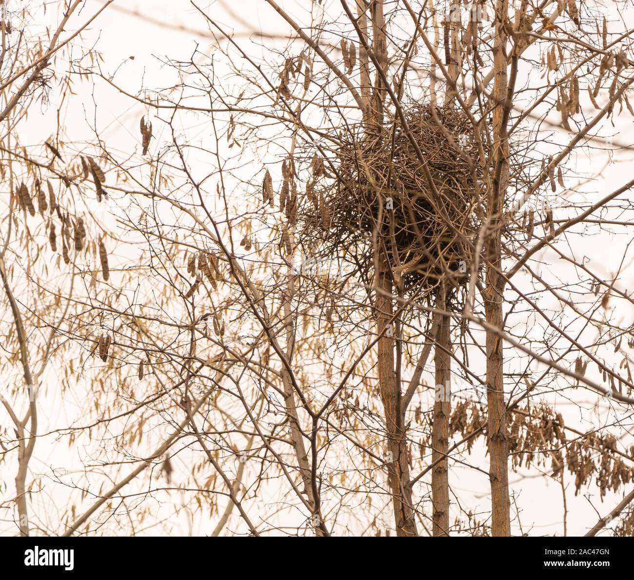 A bird nest in tree made from different branches by birds Stock Photo ...