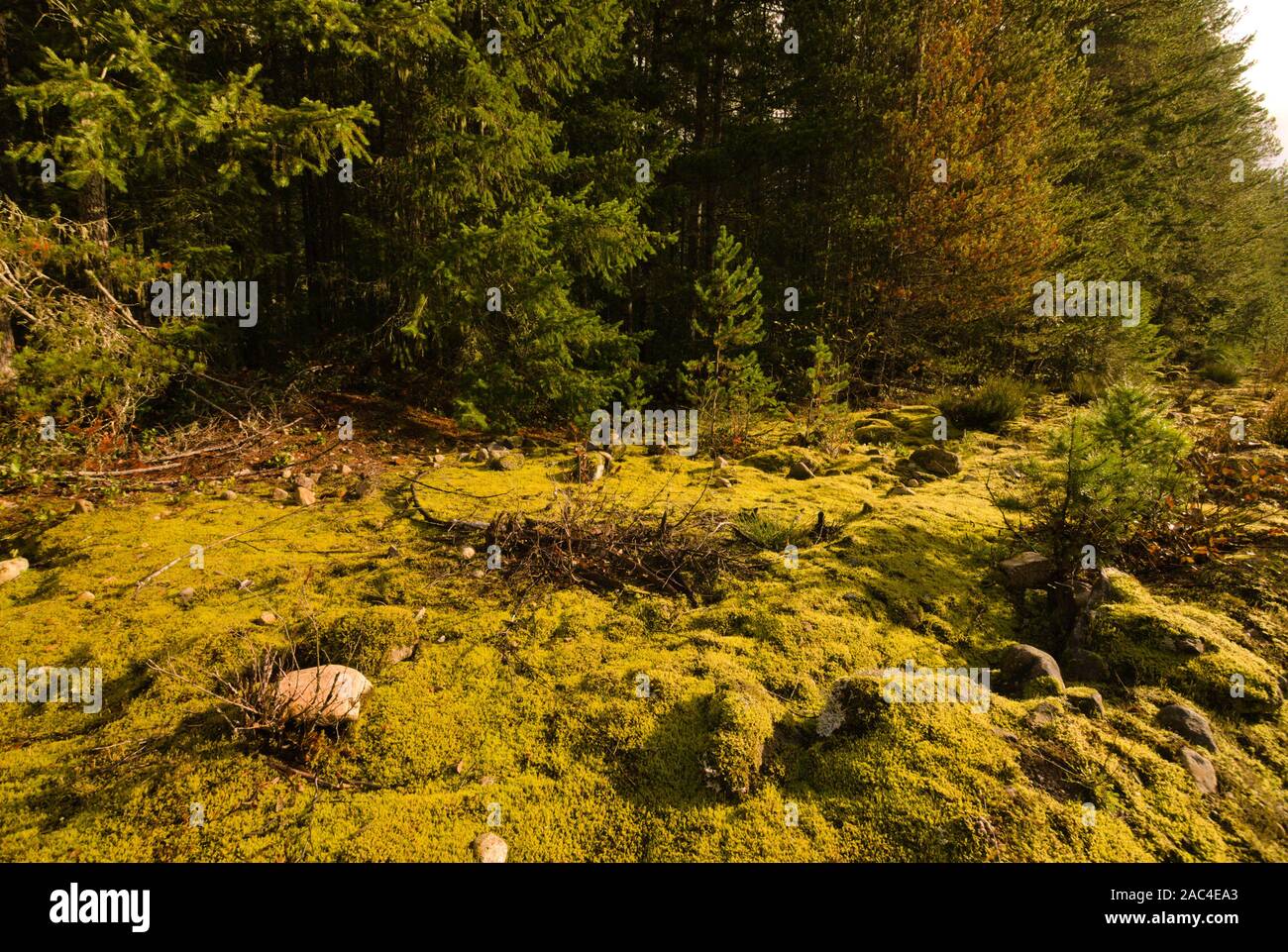 A mossy landscape by Chilliwack Lake Road in Chilliwack, British Columbia, Canada Stock Photo