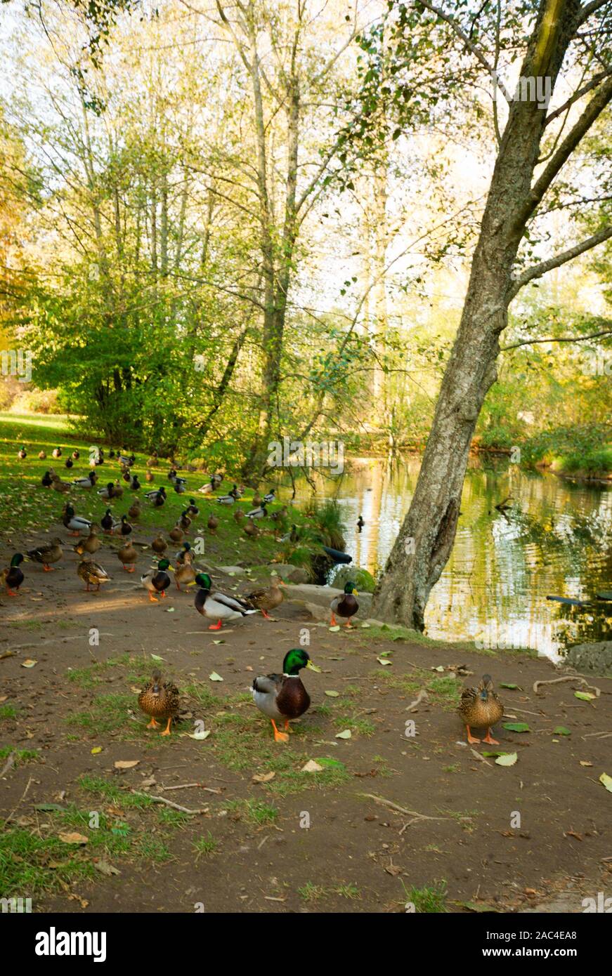 Alderwood Park in Surrey, British Columbia, Canada Stock Photo Alamy