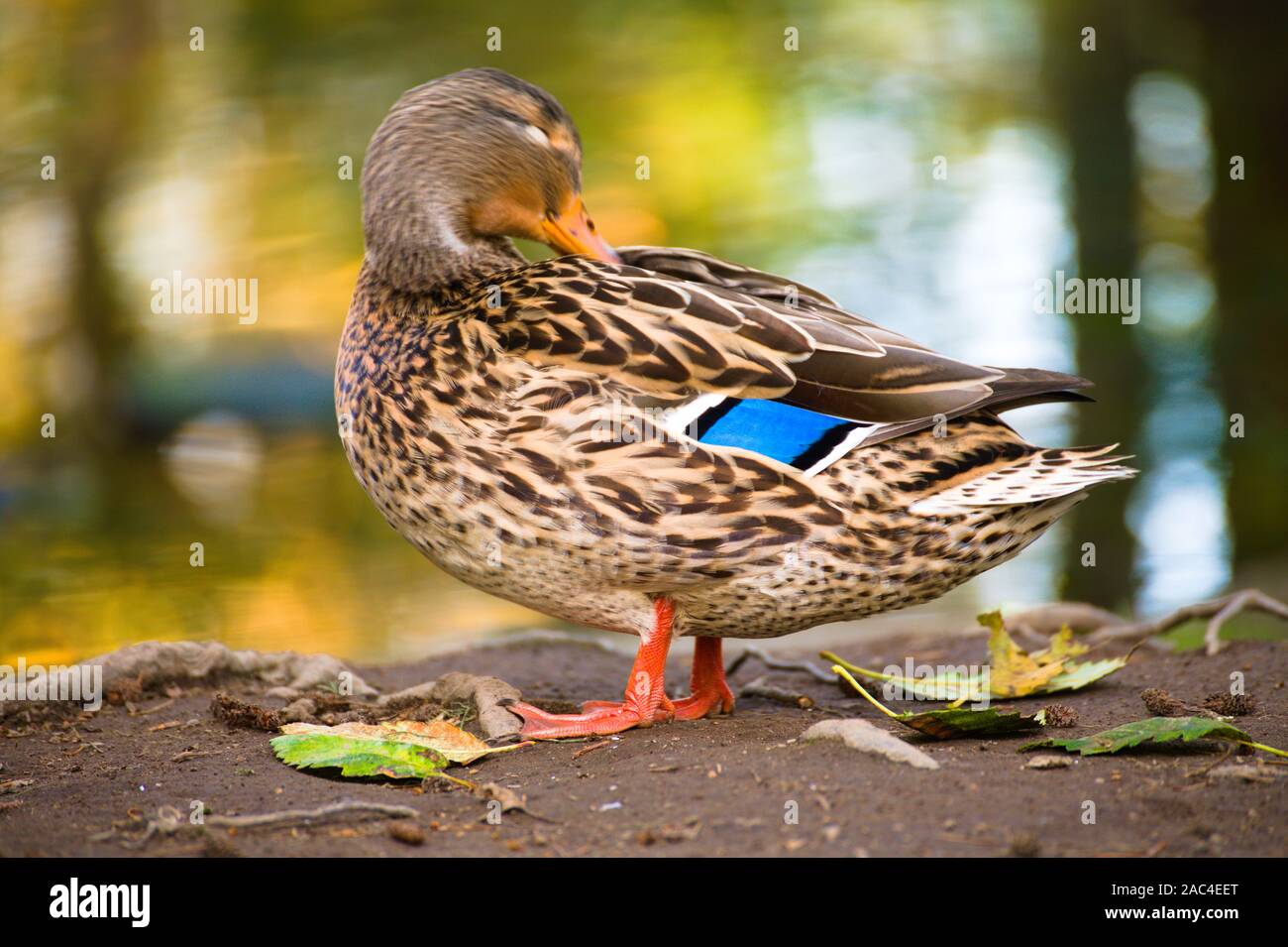 Mallard ducks, anas platyrhynchos Stock Photo