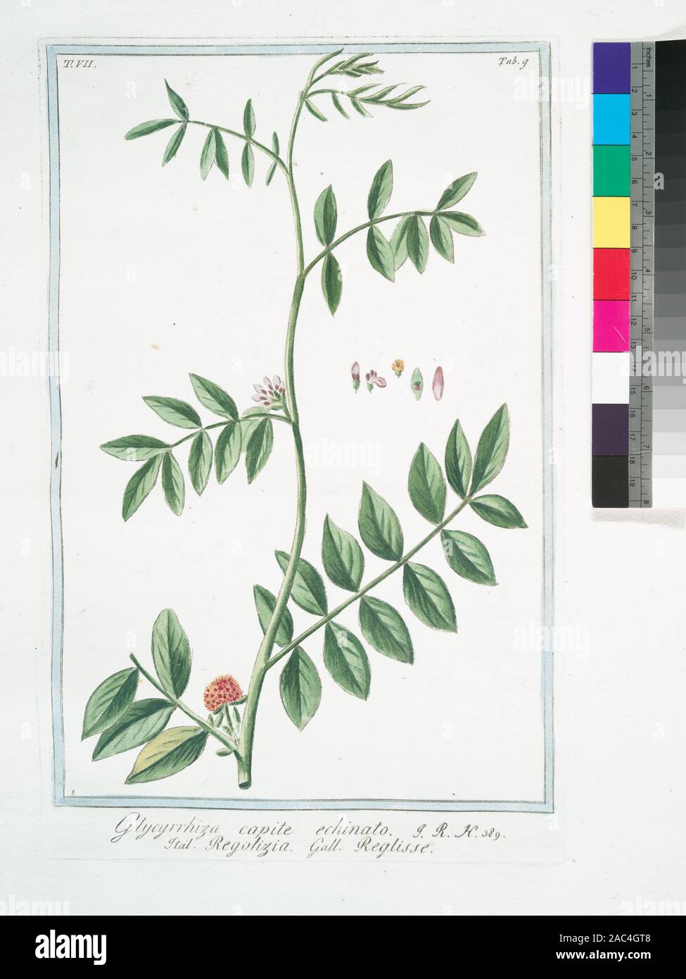 Glycyrrhiza Capite Echinato Regolizia Reglisse Wild Liquorice Wild Licorice Title Page Of Vols 2 5 Hortus Romanus Secundum Systema Turnefortii A Nicolao Martellio Linneanis Characteribus Expositus Adjectis Singularum Plantarum Analysi Ac