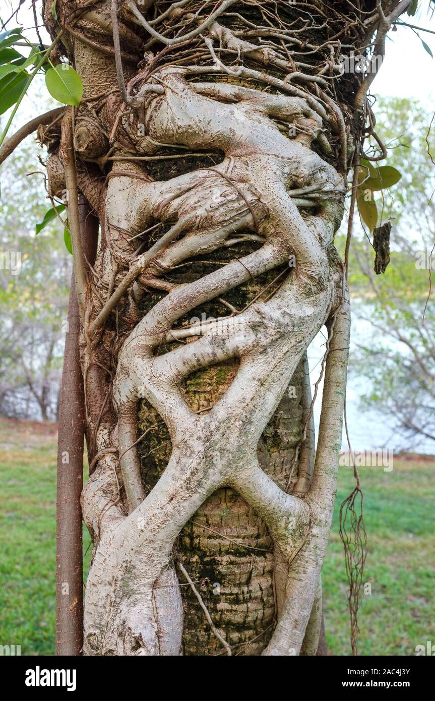 Strangler fig or Epiphyte, growing on a palm tree trunk. Stock Photo