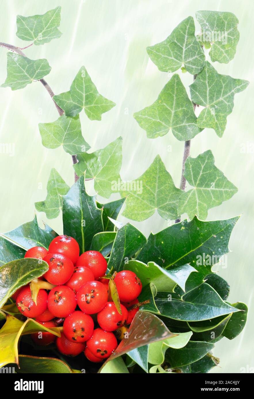 The Holly and the Ivy, Christmas greetings card Stock Photo
