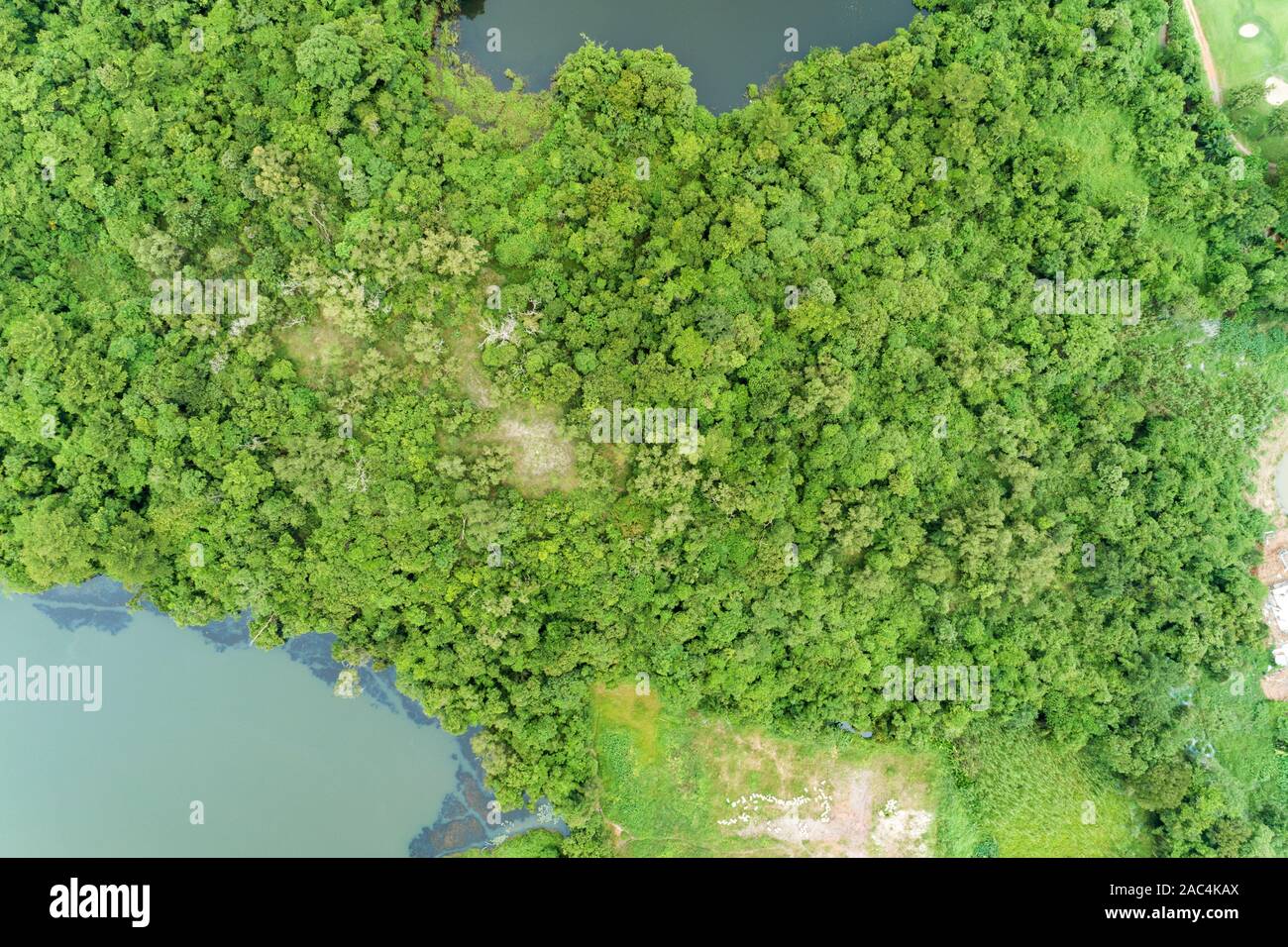 Aerial view drone shot Top down of Green forest beautiful wilderness ...