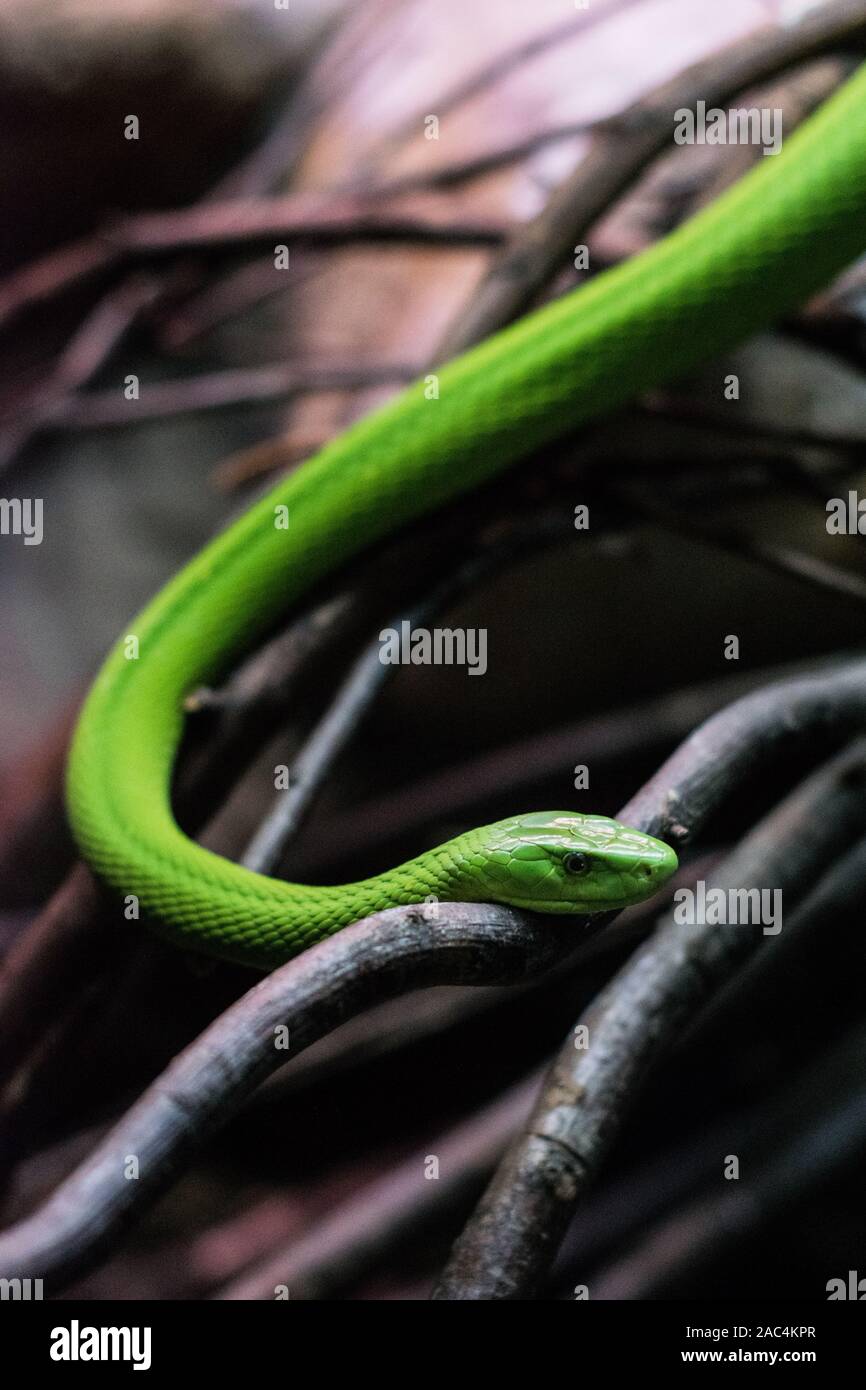 Green snake close up Stock Photo