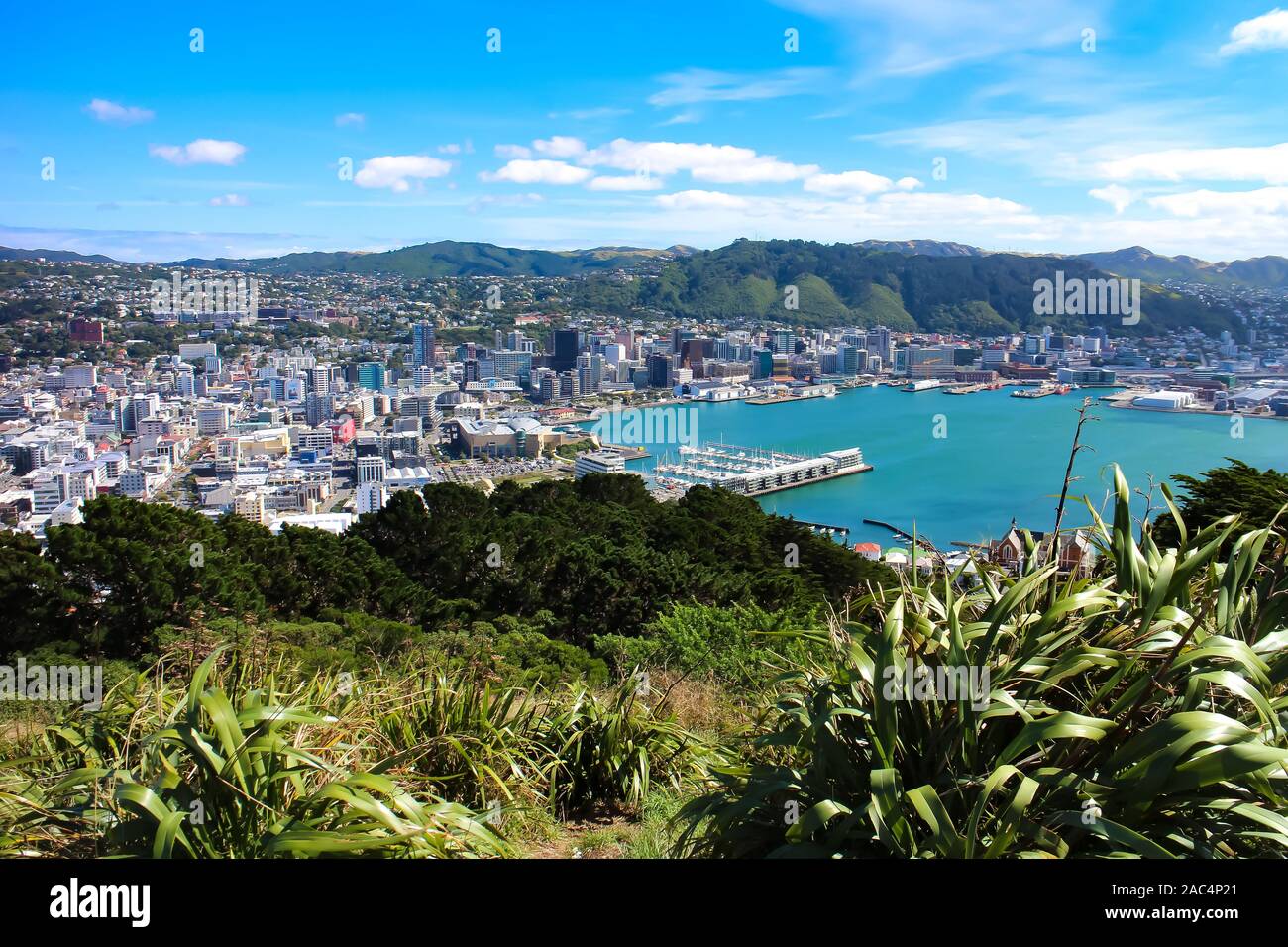 Wellington bay and cityscape with lush vegetation as seen from Mount Victoria. Wellington, New Zealand North Island. Stock Photo