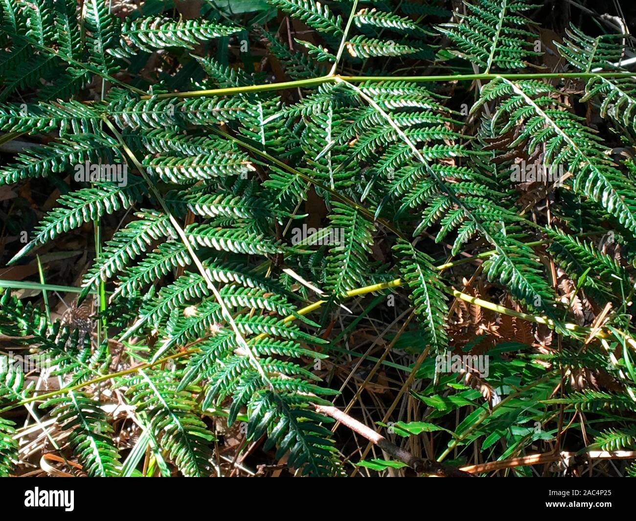 Swamp water fern (Blechnum indicum) grows in large shady colonies preferring sandy coastal soil. Mid-North Coast, NSW, Australia Stock Photo