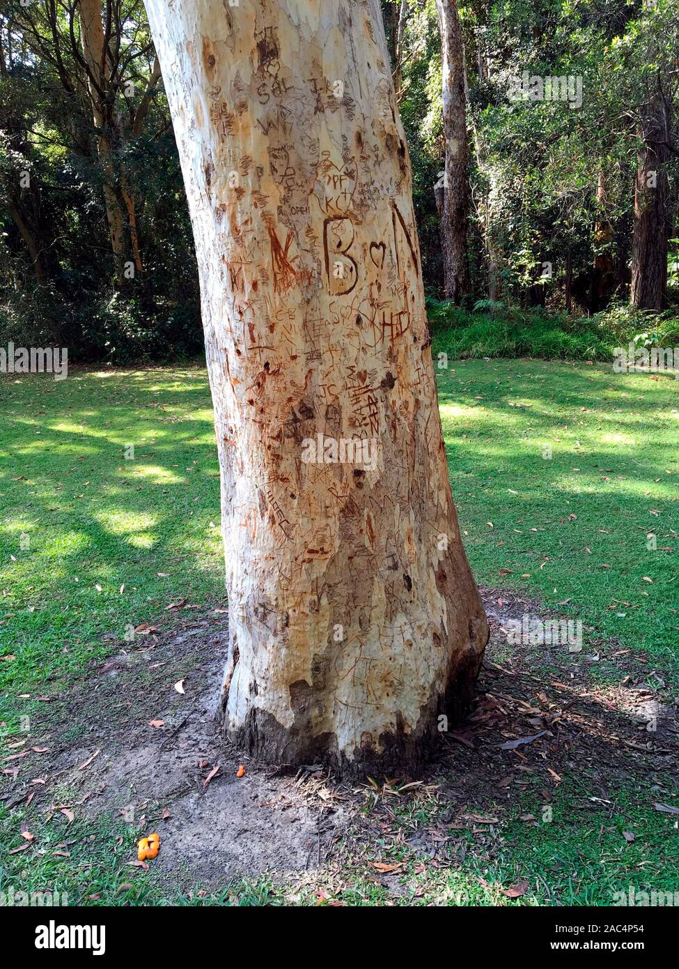 Vandals have carved initials on the trunk of a gum tree in Coffs Harbour botanical garden, NSW mid-north coast Australia Stock Photo