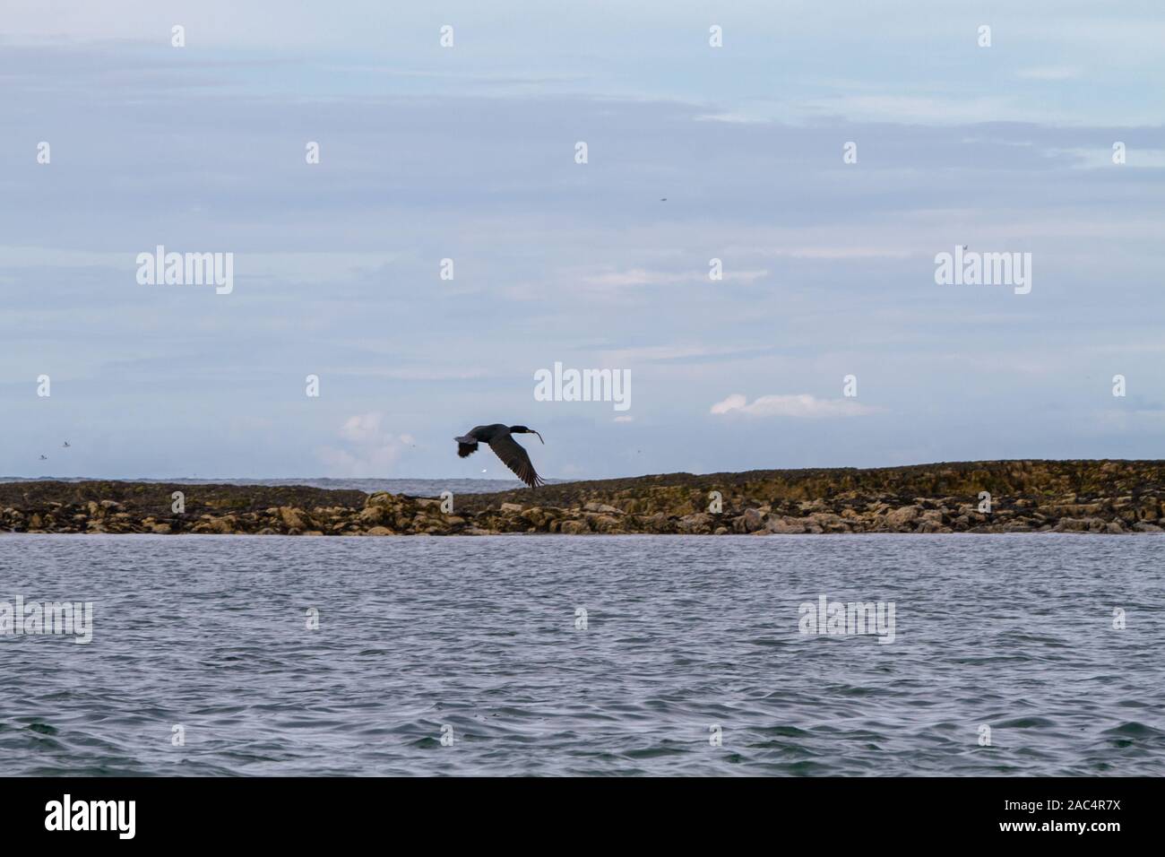 Razorbills, cormorants, puffins, herring gulls, terns and other birds protected in and around