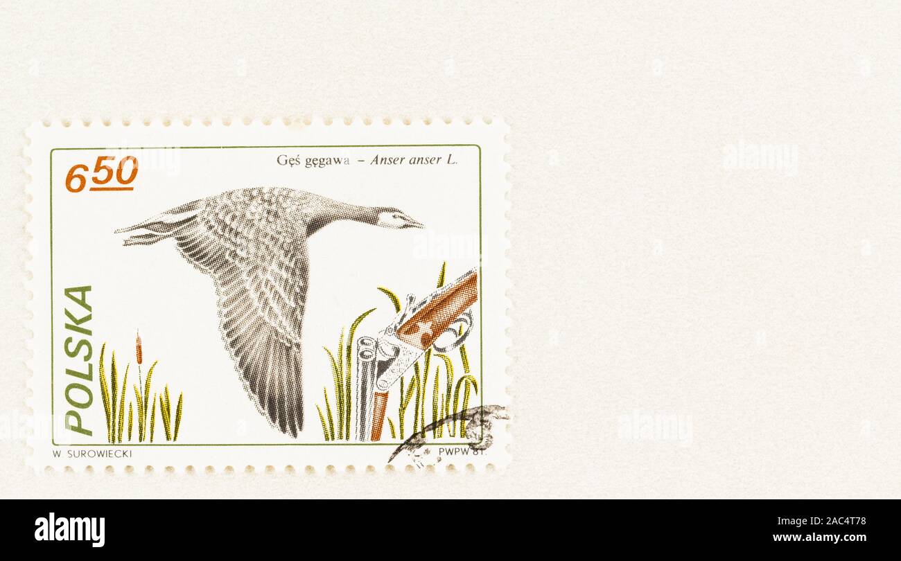 SEATTLE WASHINGTON - October 9, 2019: Conceptual stamp of Poland, with images of flying goose,  gun and habitat. Scott # 2454 1981 Hunting Issue. Stock Photo