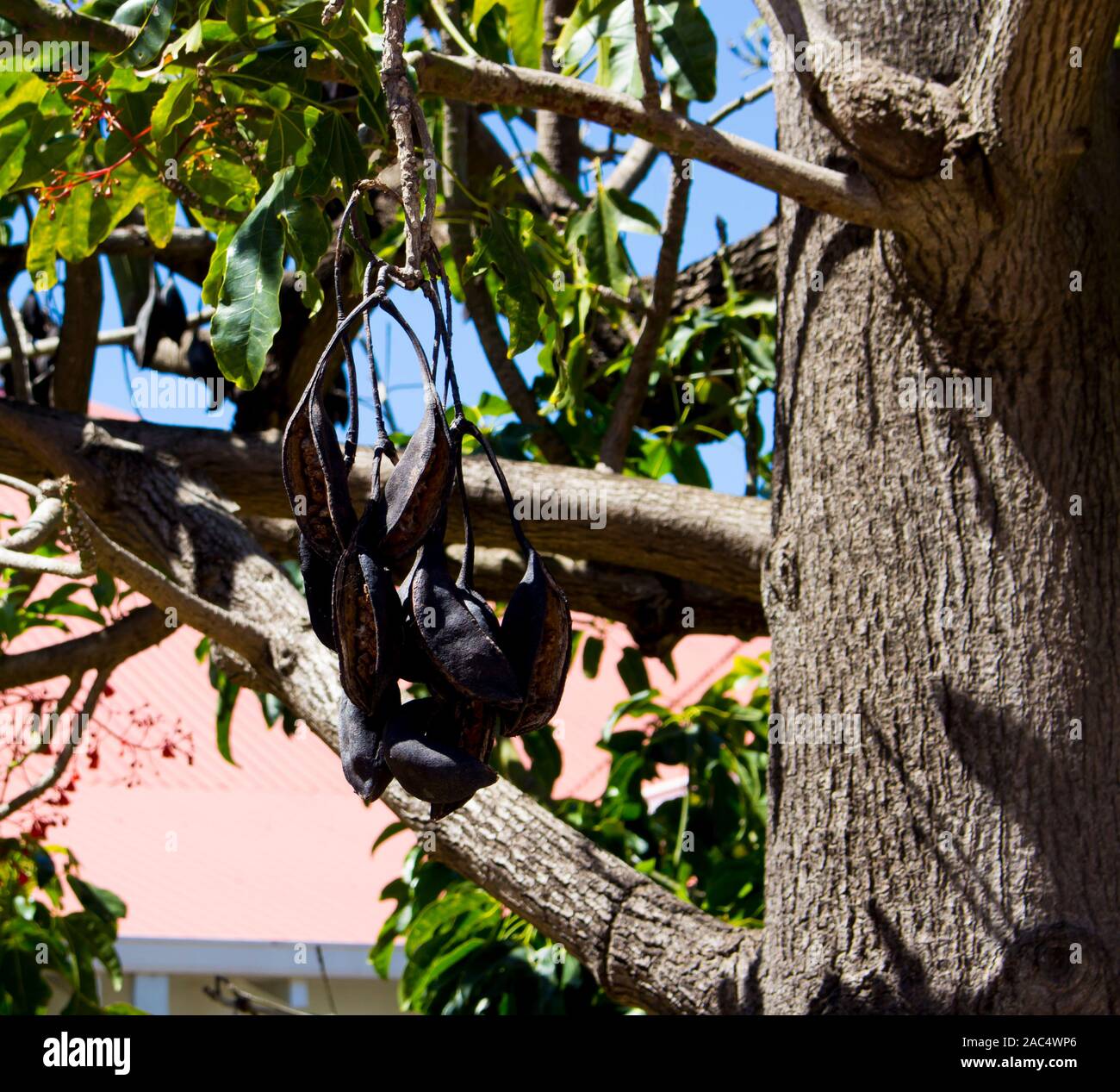 Seed pods of Australian Brachychiton acerifolius, known as the Illawarra FlameTree, flowering in