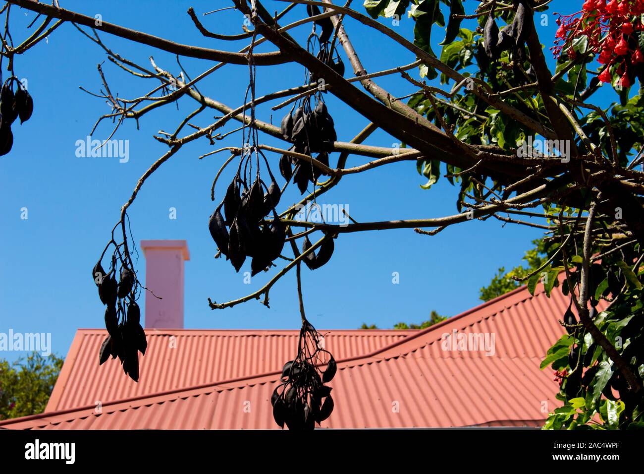 Seed pods of Australian Brachychiton acerifolius, known as the Illawarra FlameTree, flowering in