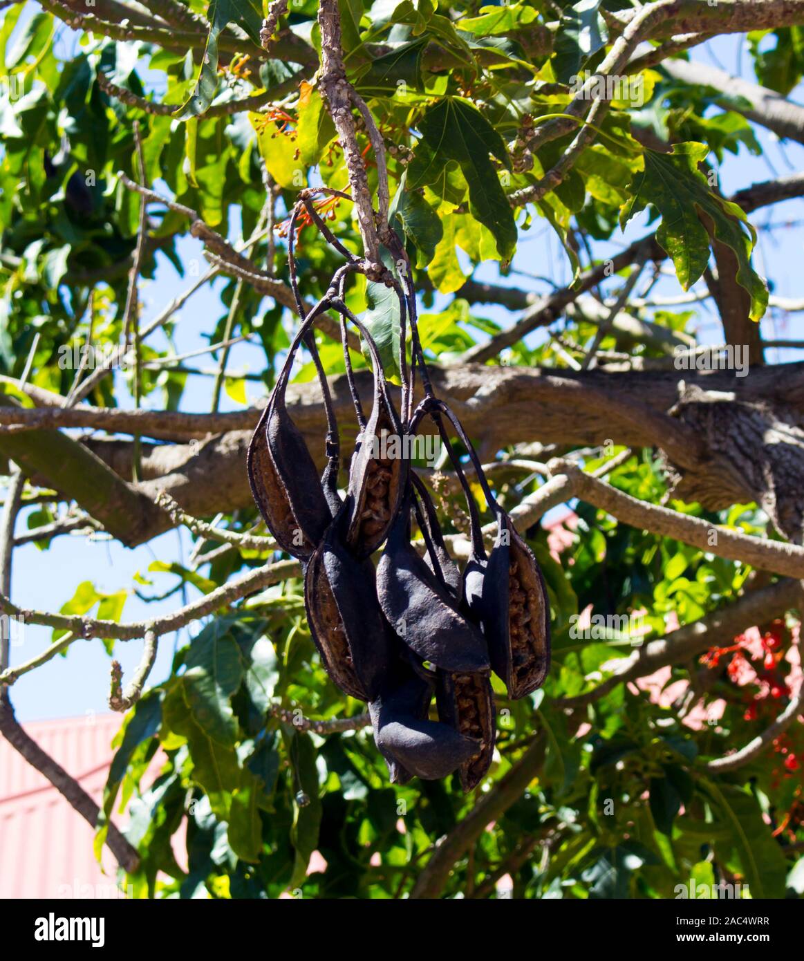 Seed pods of Australian Brachychiton acerifolius, known as the Illawarra FlameTree, flowering in