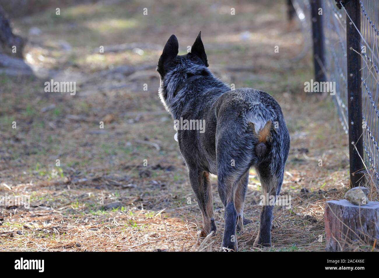 Australian Stumpy Tailed Cattle Dog On A Farm In Emmaville In Northern New South Wales Australia Stock Photo Alamy