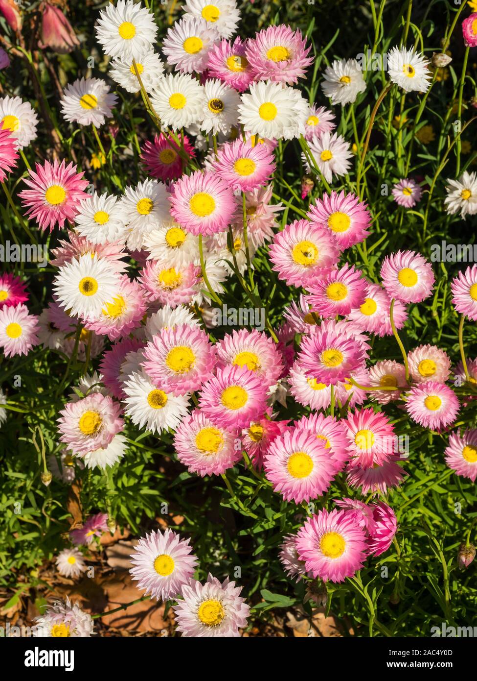 Pink everlastings are part of the daisy family. They grow naturally in