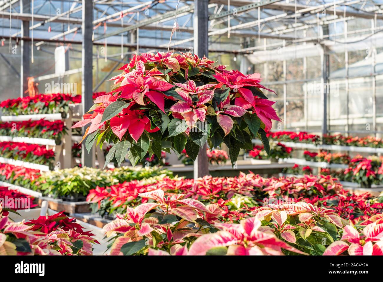 Hanging basket full of beautiful red and white Christmas poinsettia plants  ready for the holidays Stock Photo - Alamy