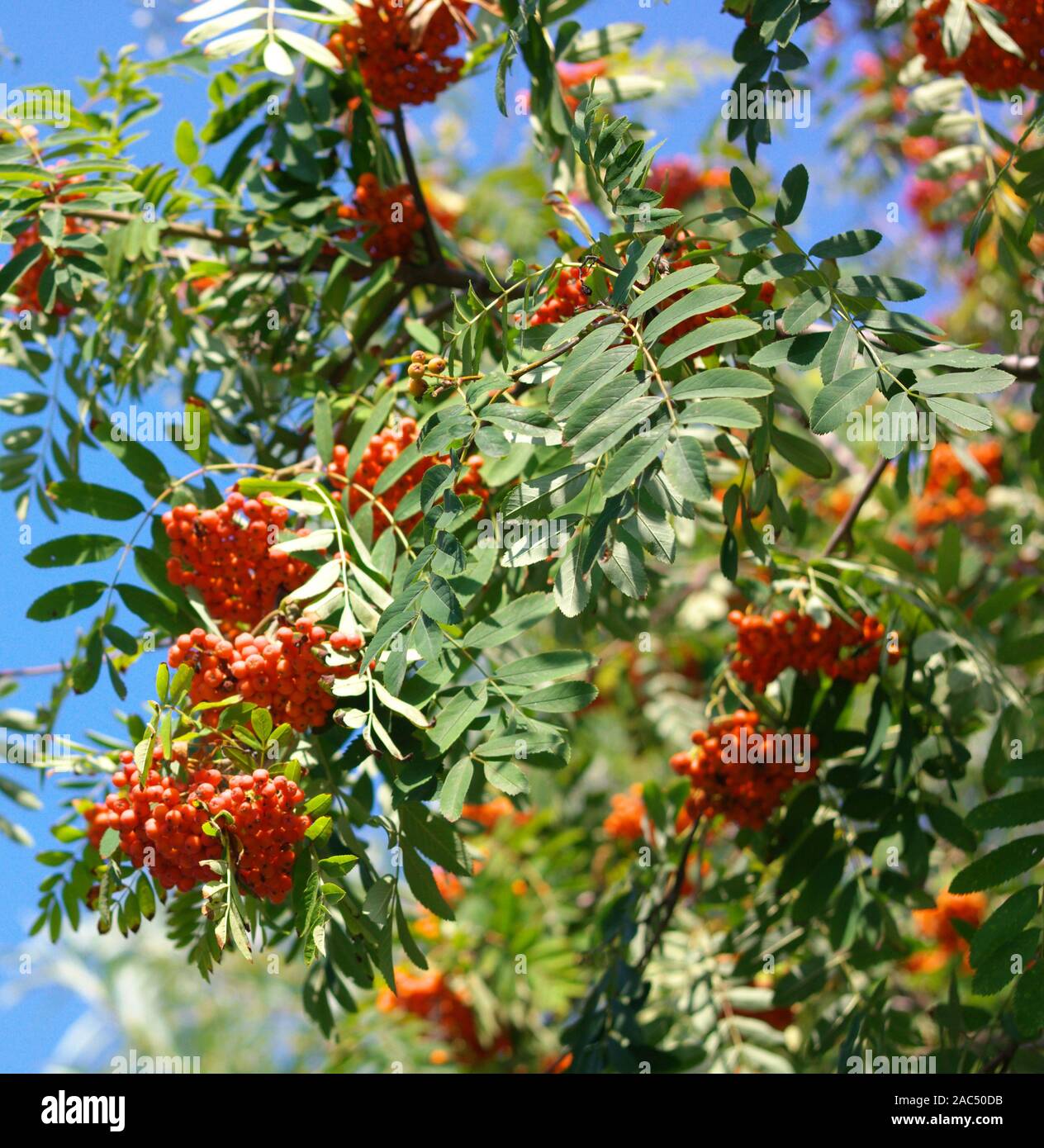 ashberry at dry sunny day Stock Photo - Alamy