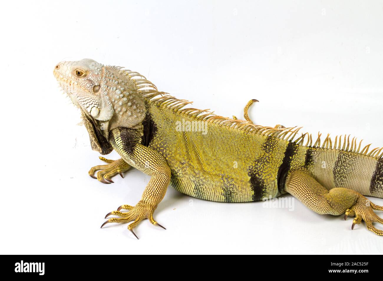 Large Green Iguana isolated on a white background Stock Photo