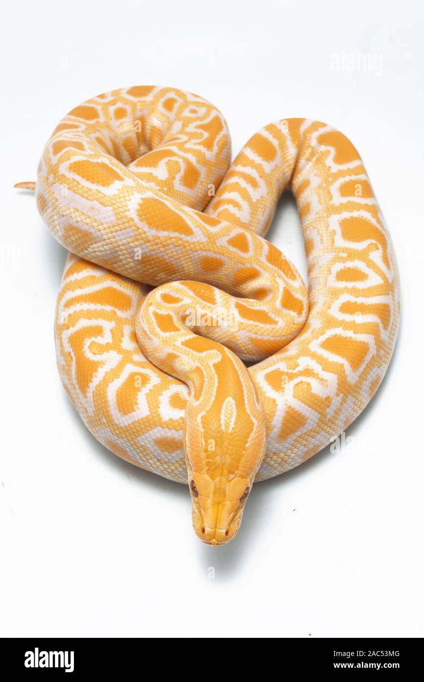 Albino Burmese Python (Python molurus bivittatus) isolated on white background Stock Photo