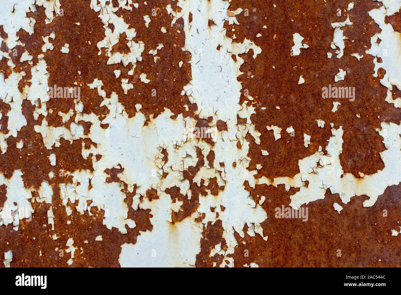 rusty metal wall with cracked white paint, rust through the paint Stock ...